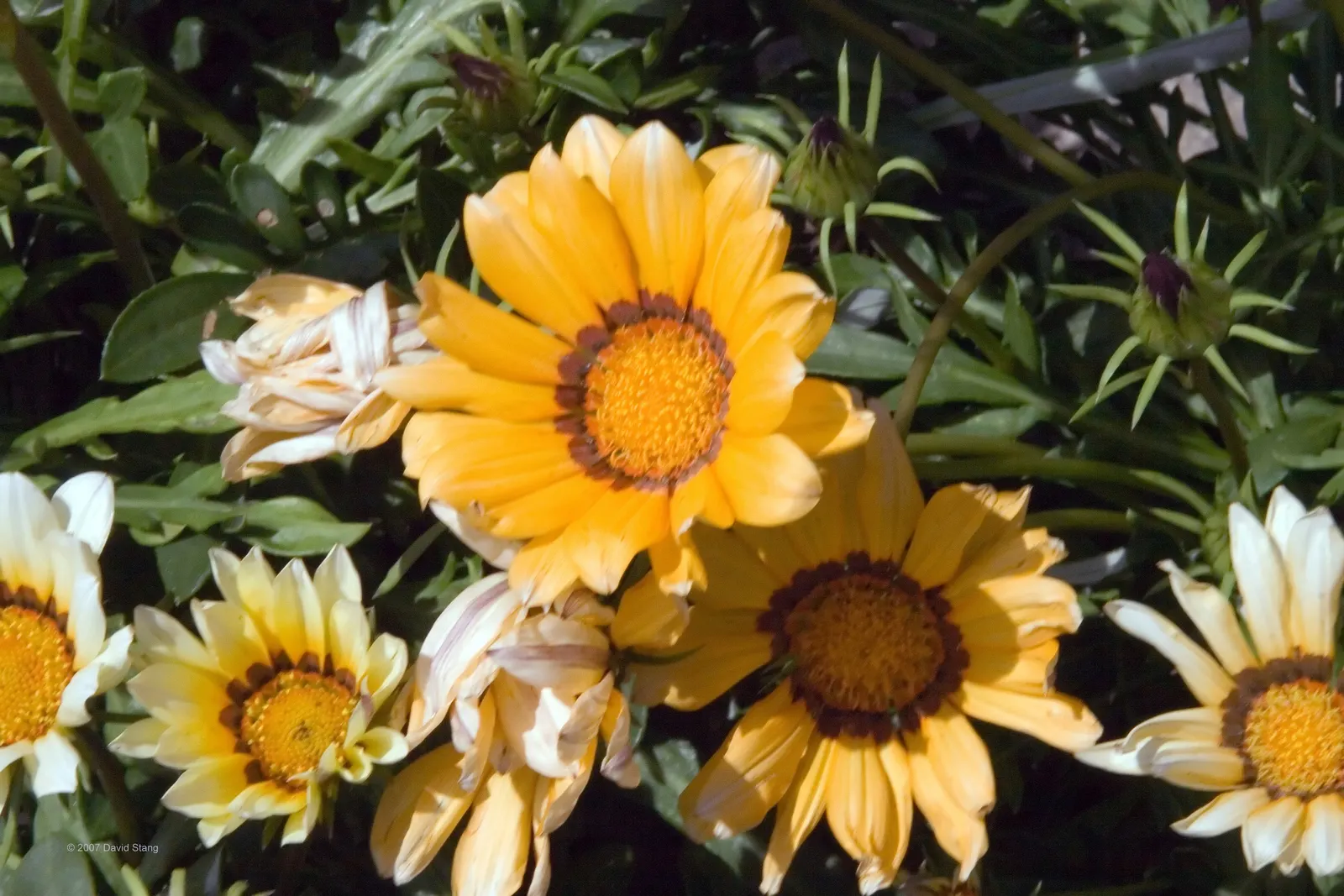 Orange Gazania (Gazania Orange) — It's a great choice for clients who desire a low-maintenance garden that provides seasonal color and texture