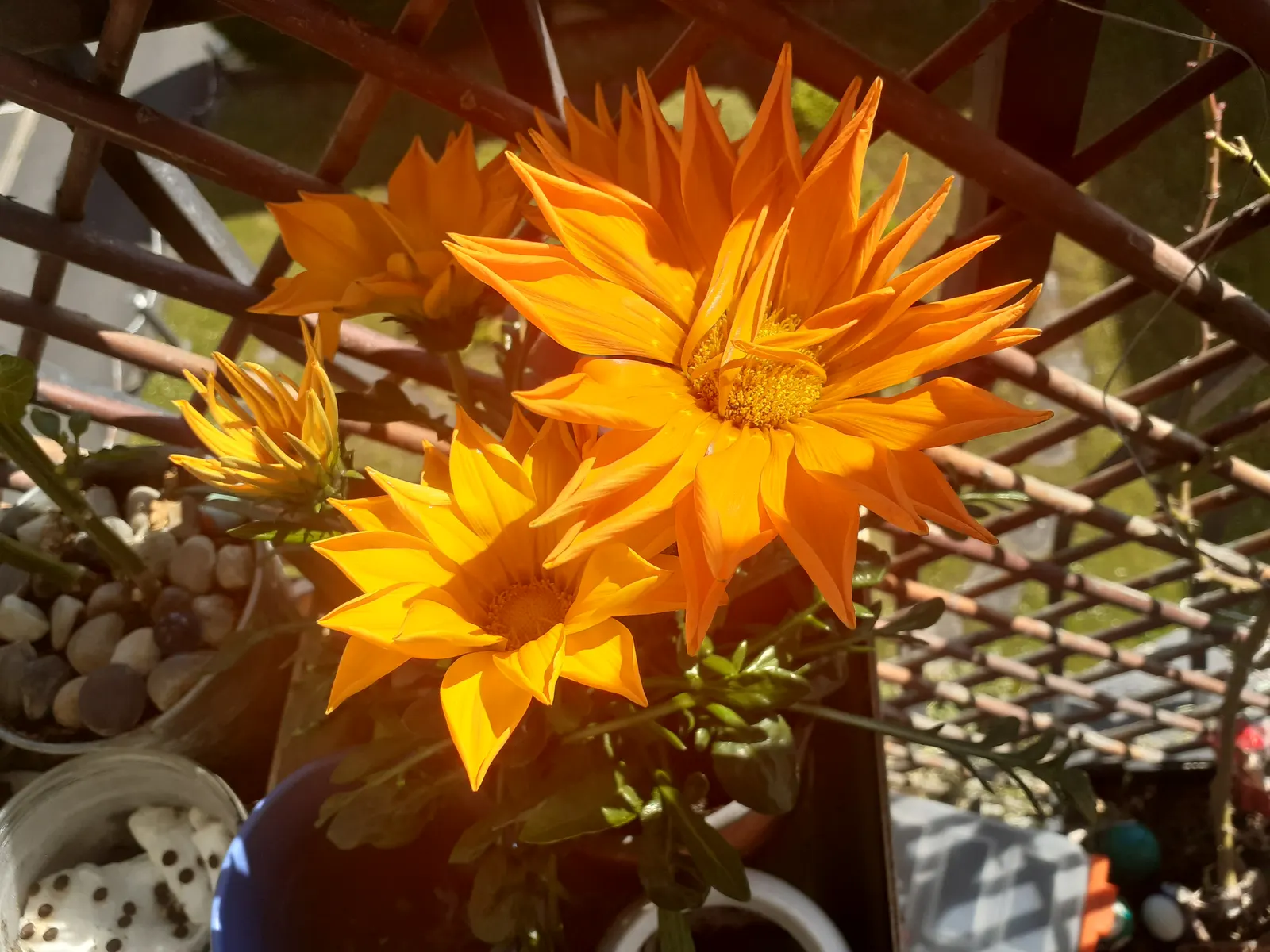 Orange Gazania (Gazania Orange) — Gazania Orange is largely pest- and disease-resistant