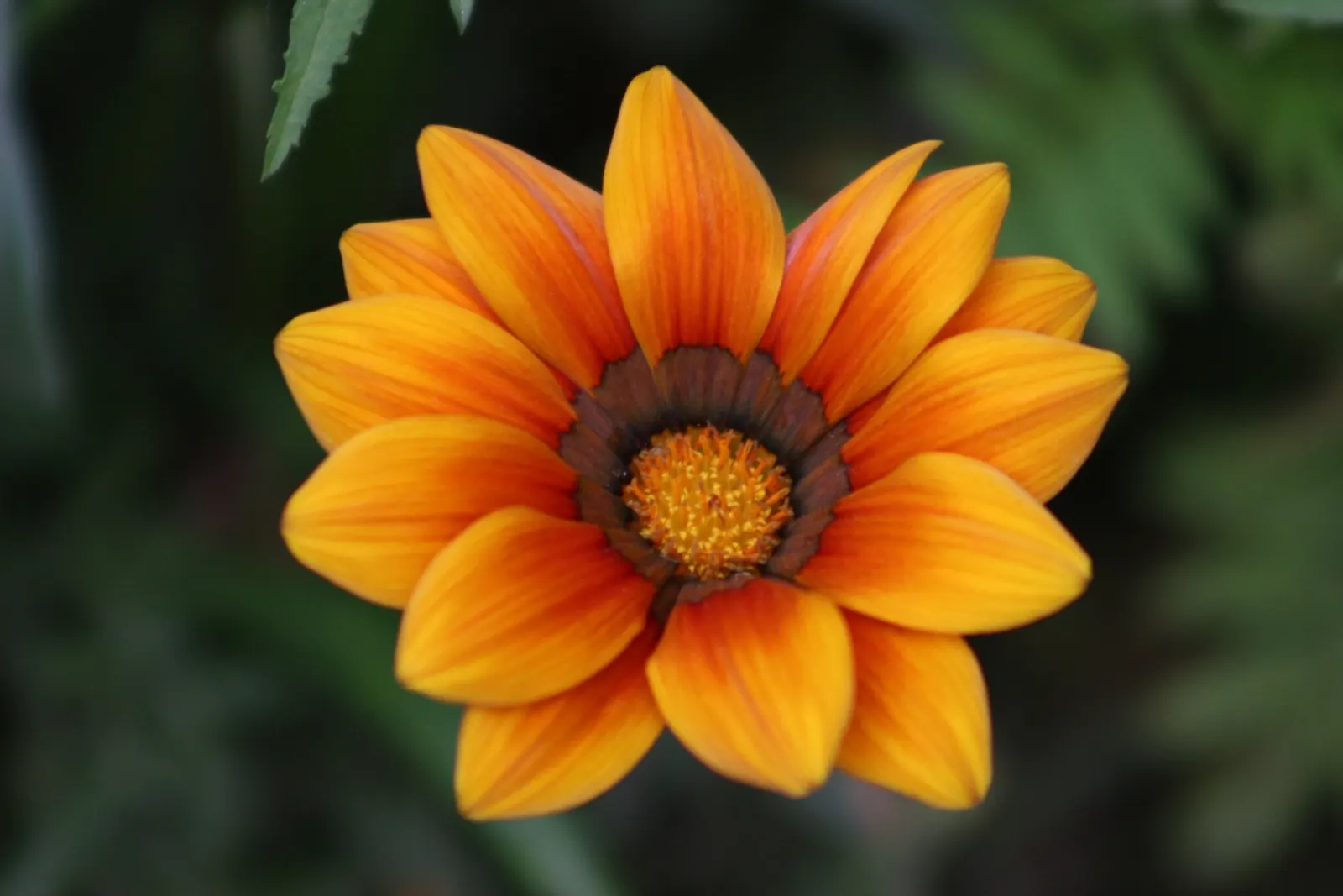 Orange Gazania (Gazania Orange) — The Orange Gazania (Gazania rigens); reaching 6-10" in height with a spread of up to 12"