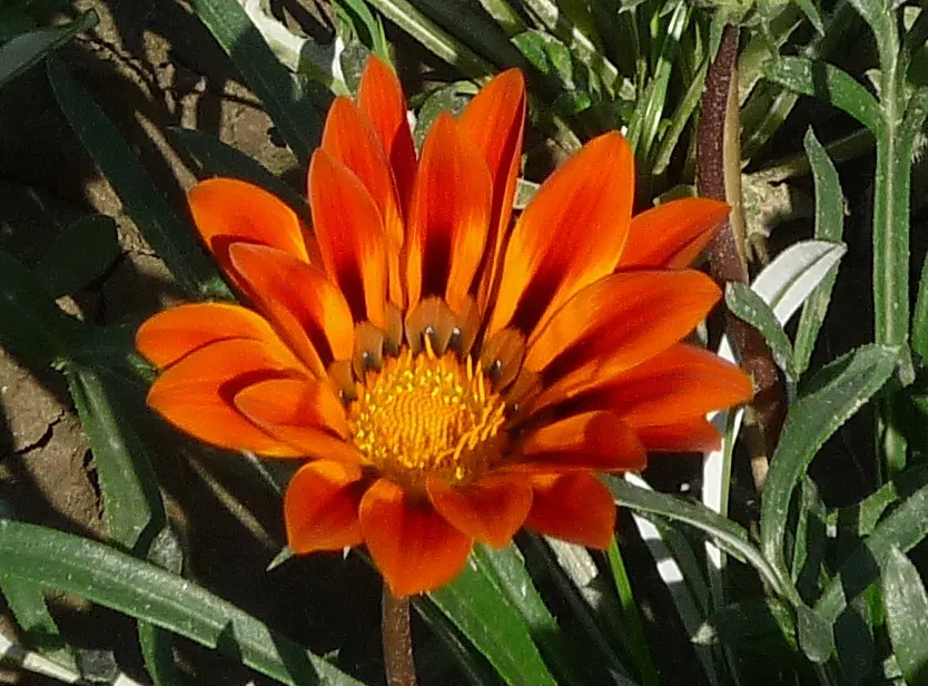 Orange Gazania (Gazania Orange) — making it an ideal candidate for borders, image 58