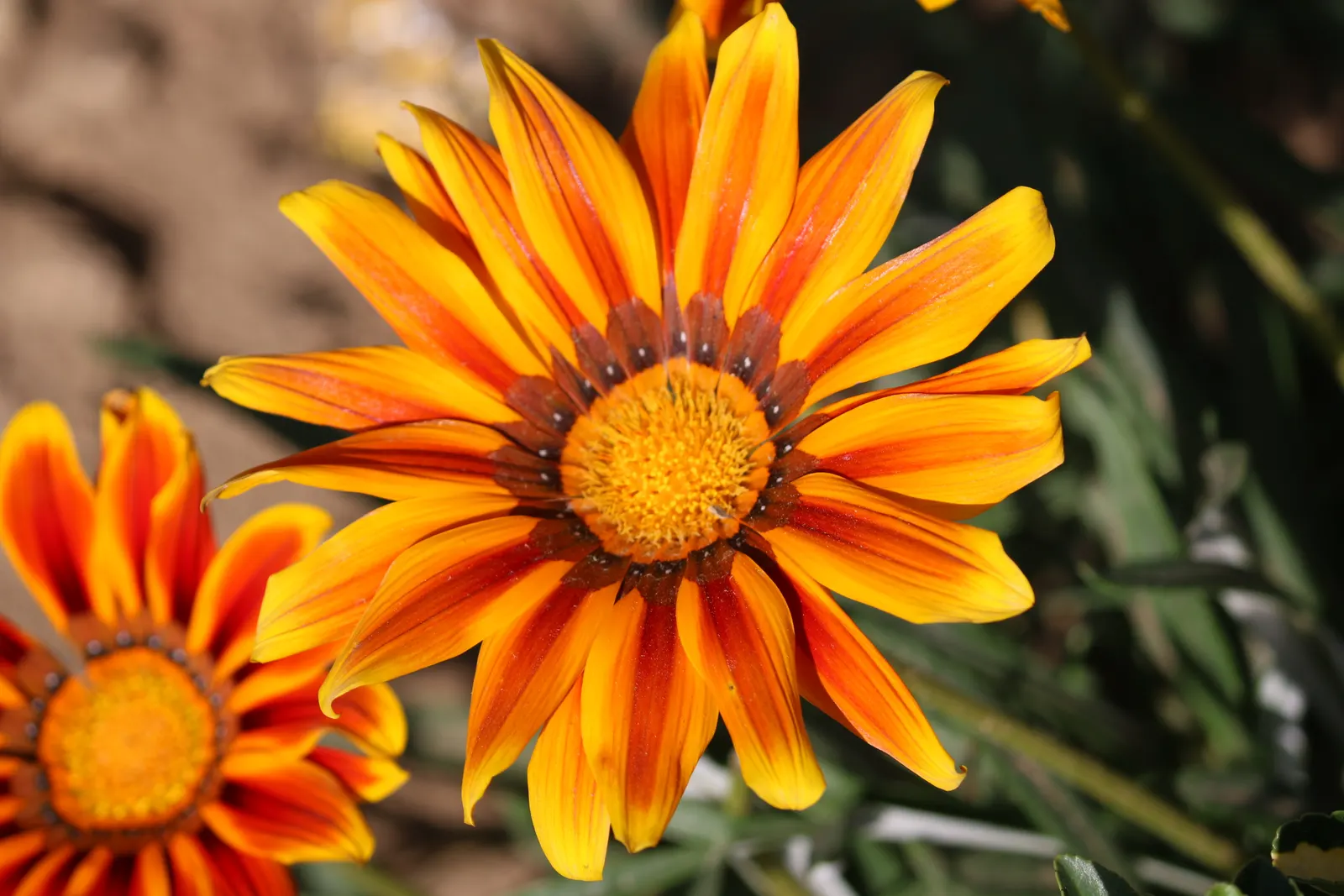Orange Gazania (Gazania Orange) — The Orange Gazania (Gazania rigens)
