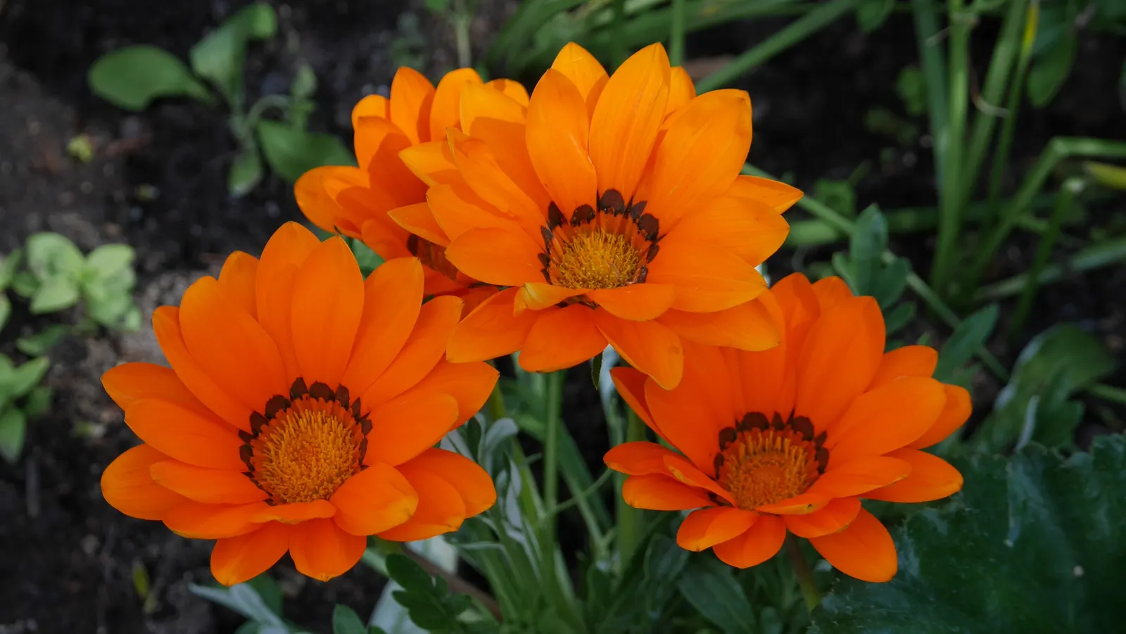 Orange Gazania (Gazania Orange) — Gazania Orange offers a long season of interest; it is remarkably drought-tolerant, making it a suitable option for
