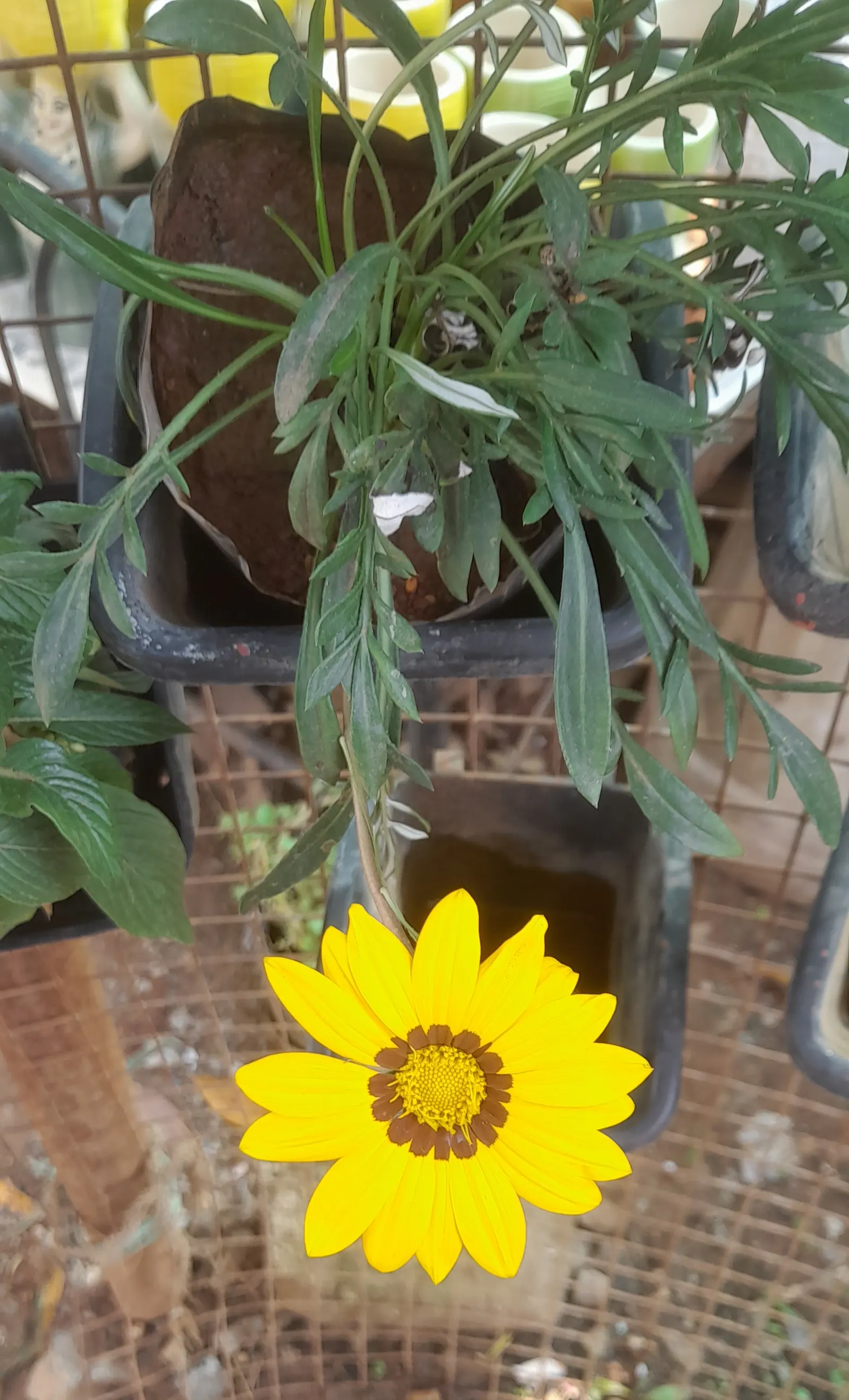Orange Gazania (Gazania Orange) — daisy-like orange flowers; scientifically known as Gazania rigens 'Orange', image 54