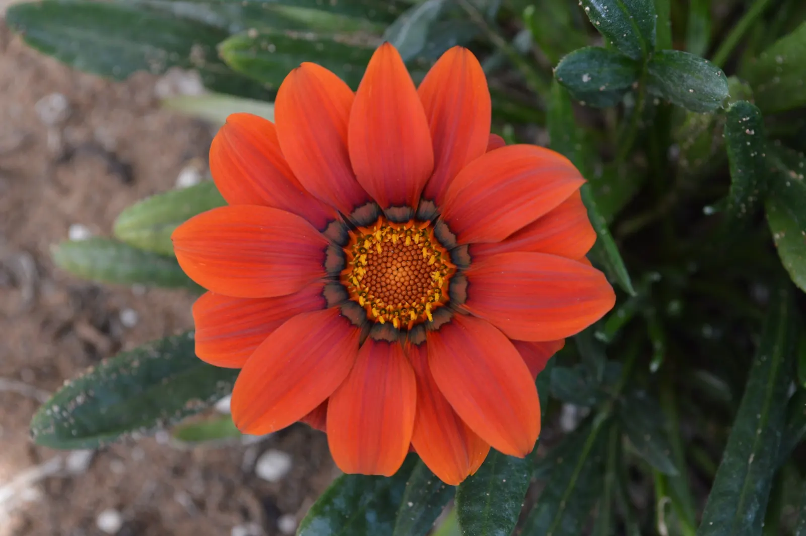 Orange Gazania (Gazania Orange) — is a perennial groundcover apt for sunny areas