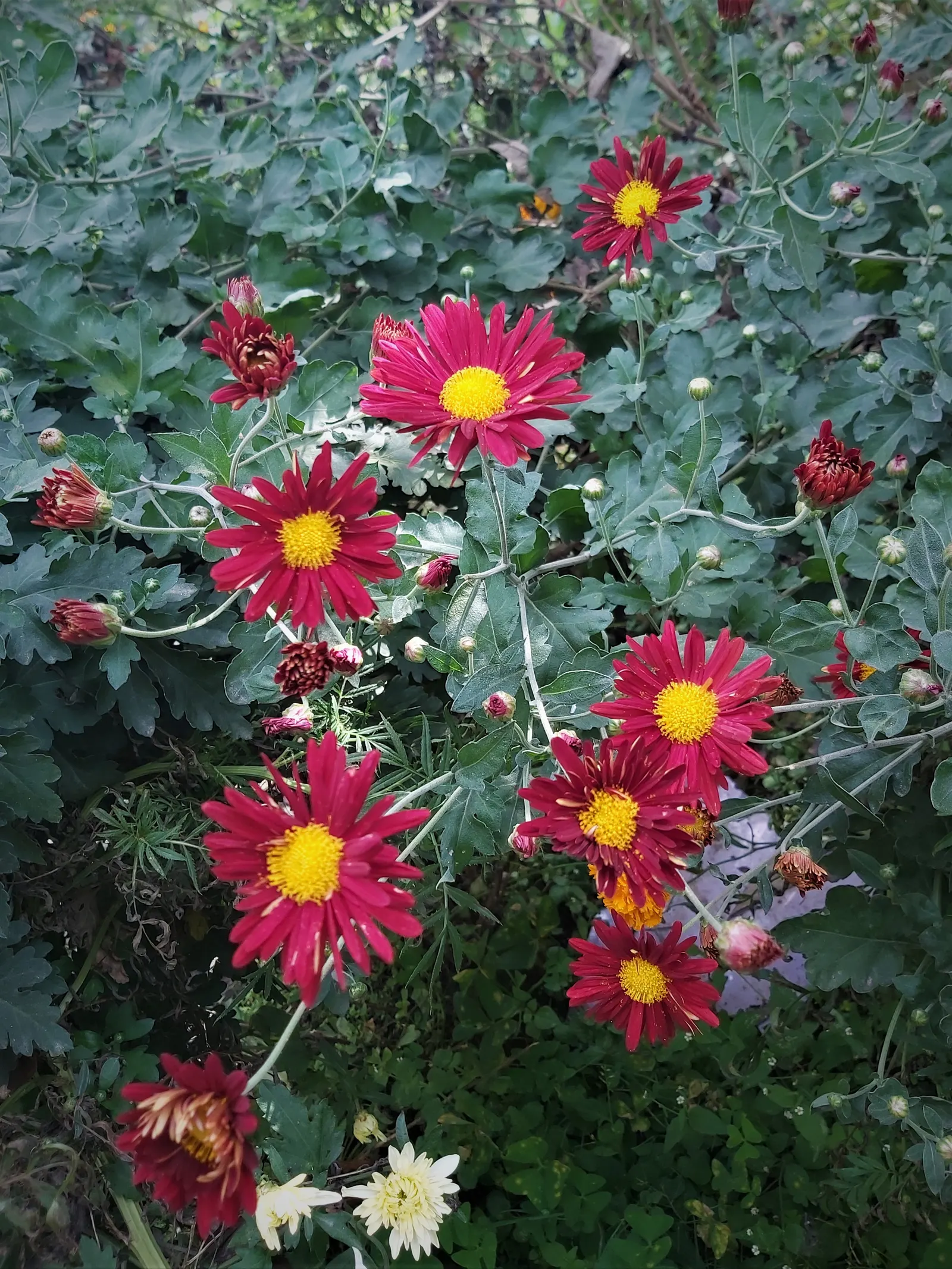 Orange Gazania (Gazania Orange) — the Orange Gazania thrives in full sun and prefers well-drained soil