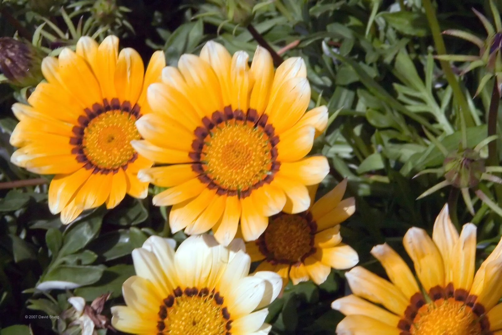 Orange Gazania (Gazania Orange) — making it an ideal candidate for borders