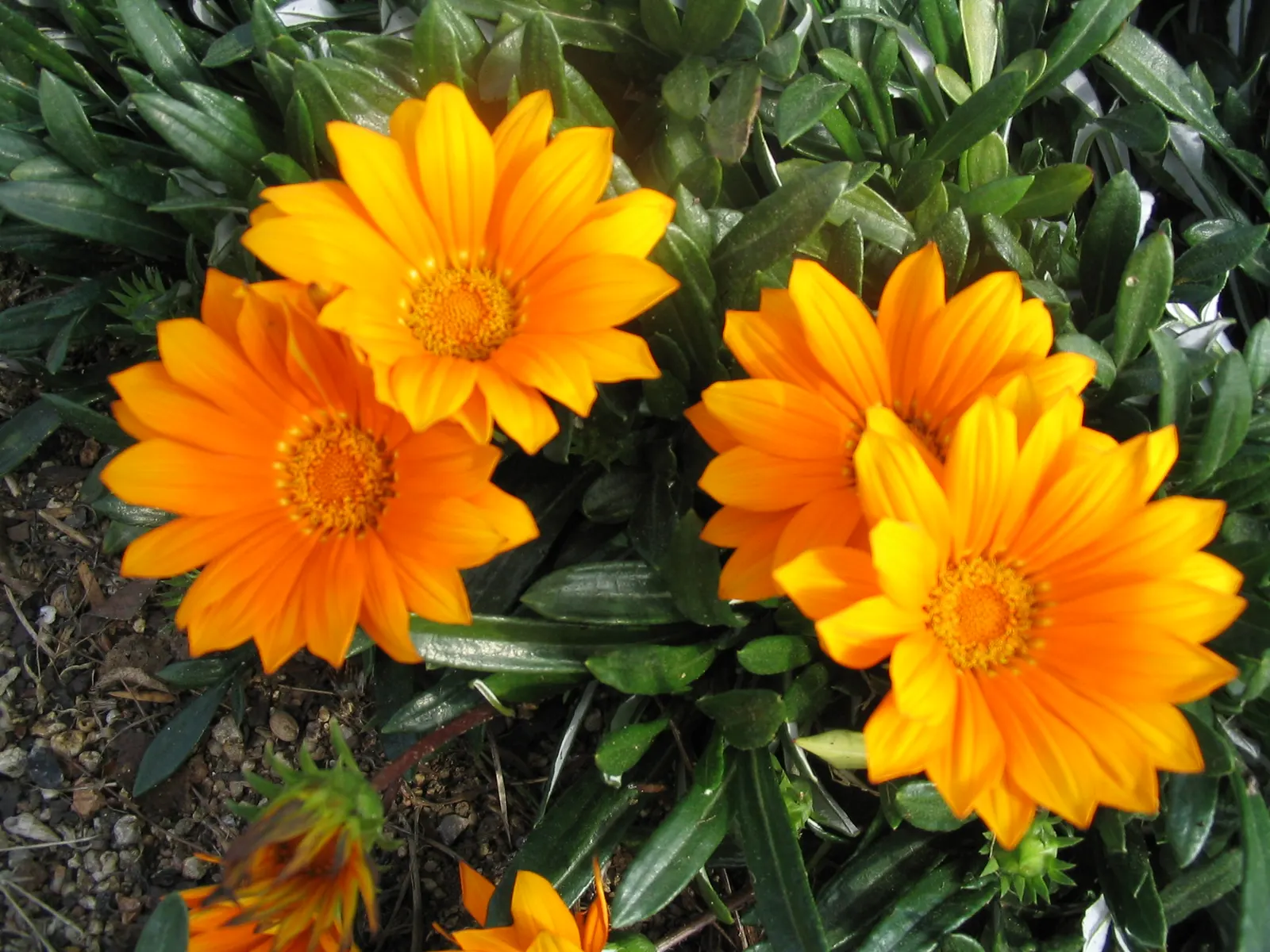 Orange Gazania (Gazania Orange) — ground cover / perennial with orange blooms; where its blossoms rise above the dark green