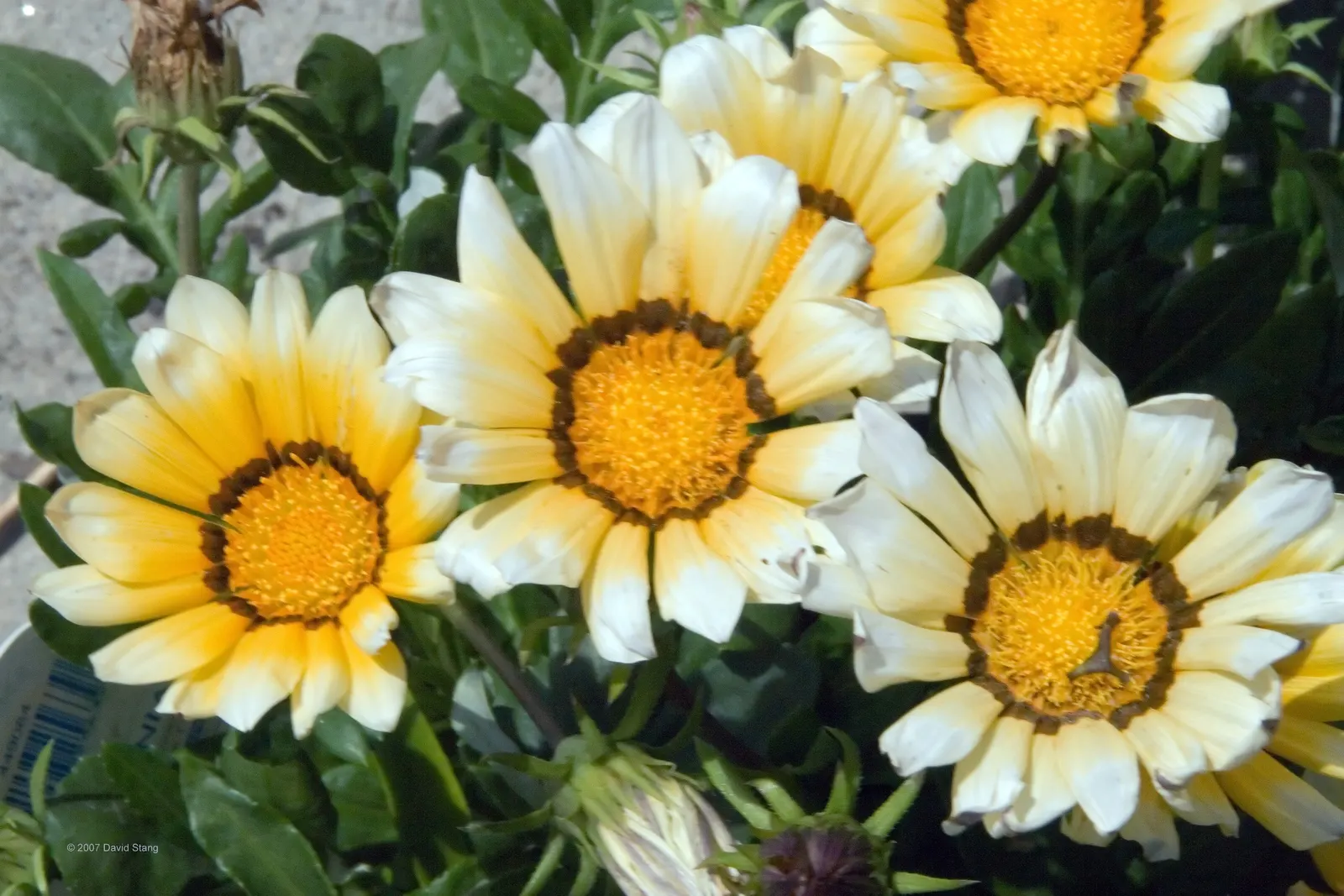 Orange Gazania (Gazania Orange) — ground cover / perennial for full