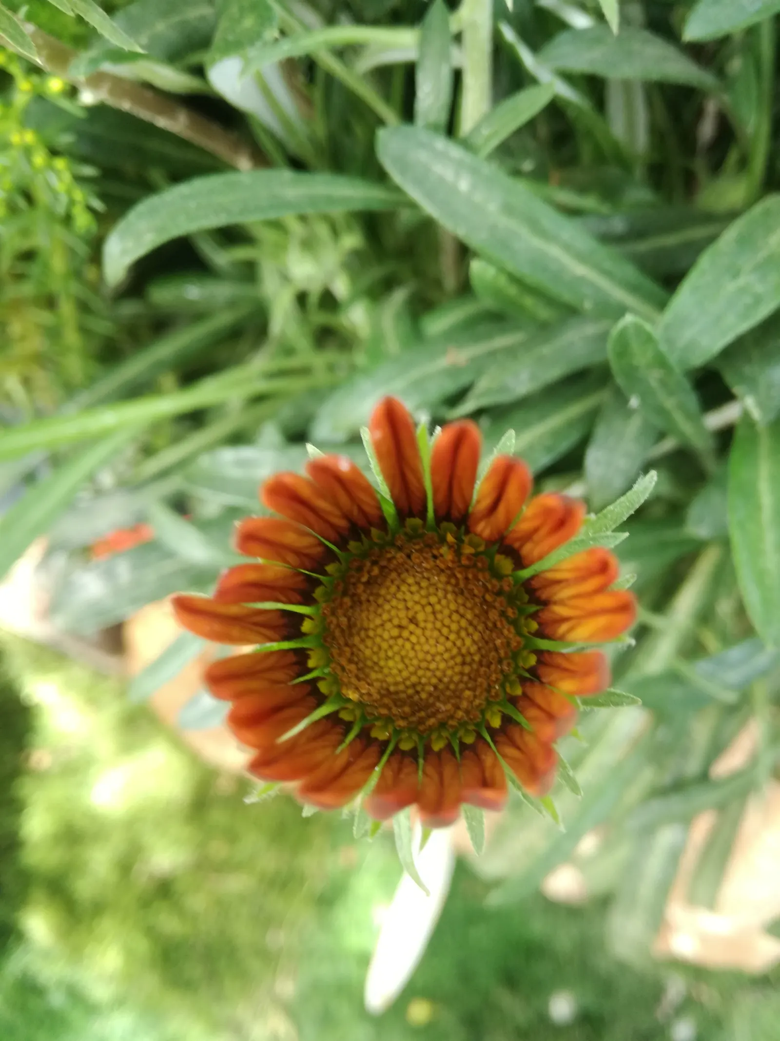 Orange Gazania (Gazania Orange) — where its blossoms rise above the dark green; regular deadheading will promote continuous blooming, keeping the, image 59