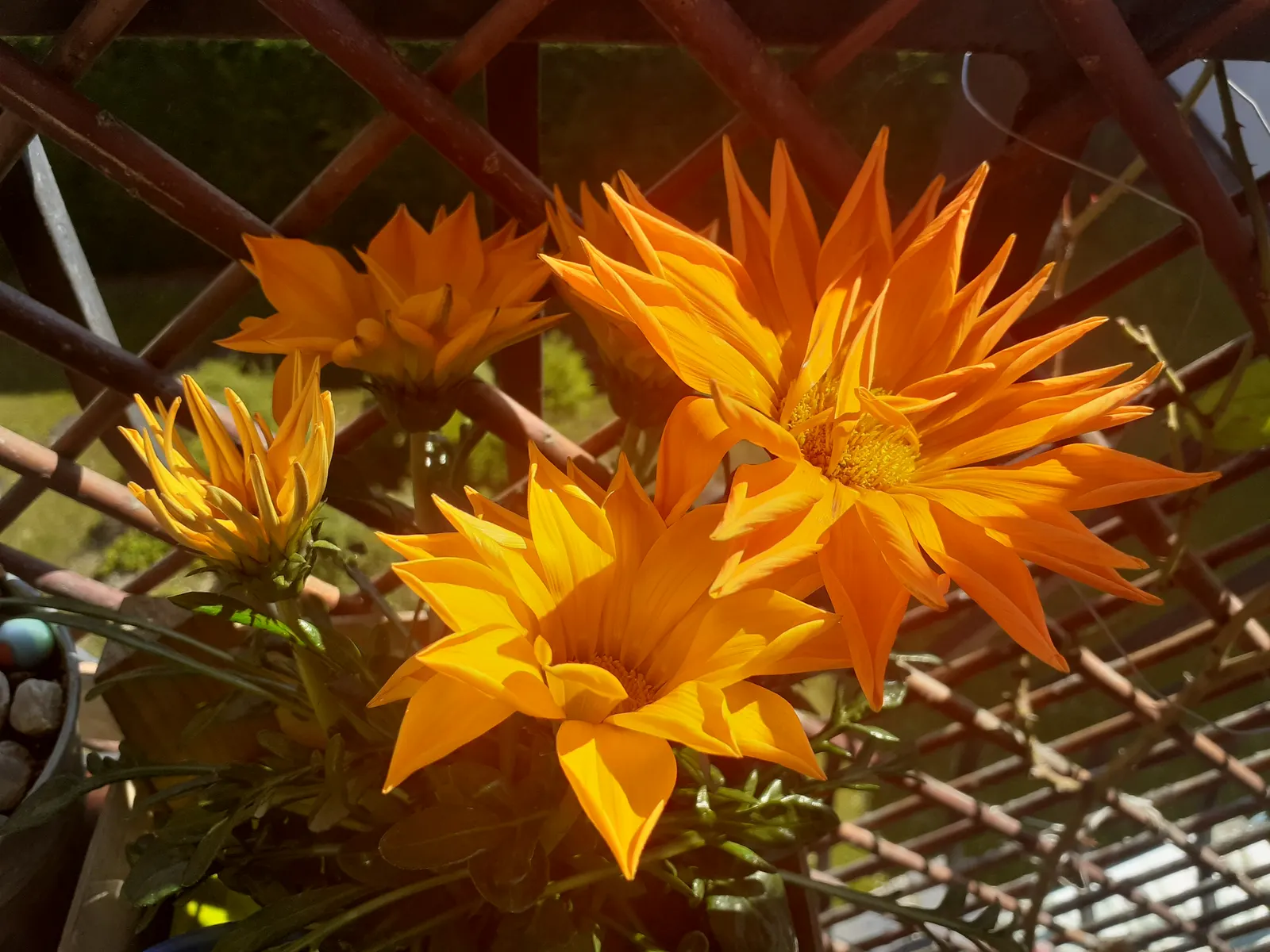 Orange Gazania (Gazania Orange) — drawing attention with its striking blooms that close at night and reopen with the morning sun
