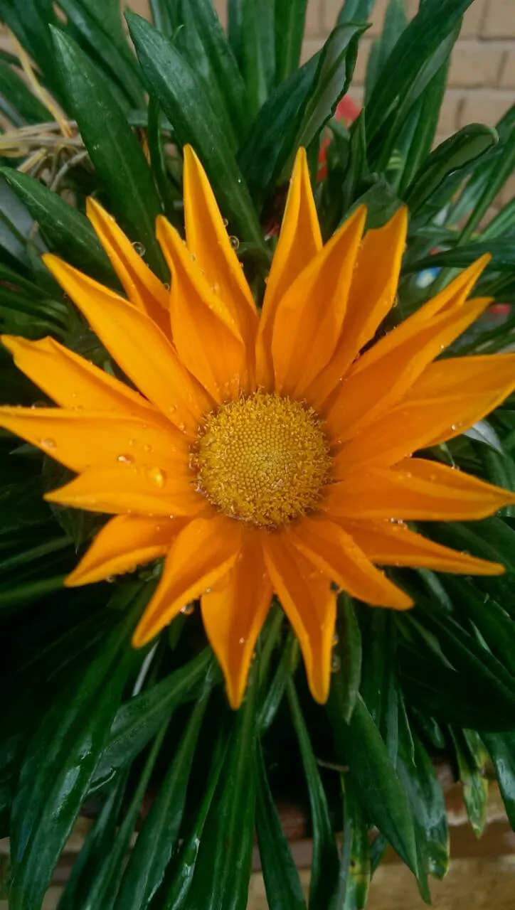 Orange Gazania (Gazania Orange) — It's a great choice for clients who desire a low-maintenance garden that provides seasonal color and texture; ground cover /