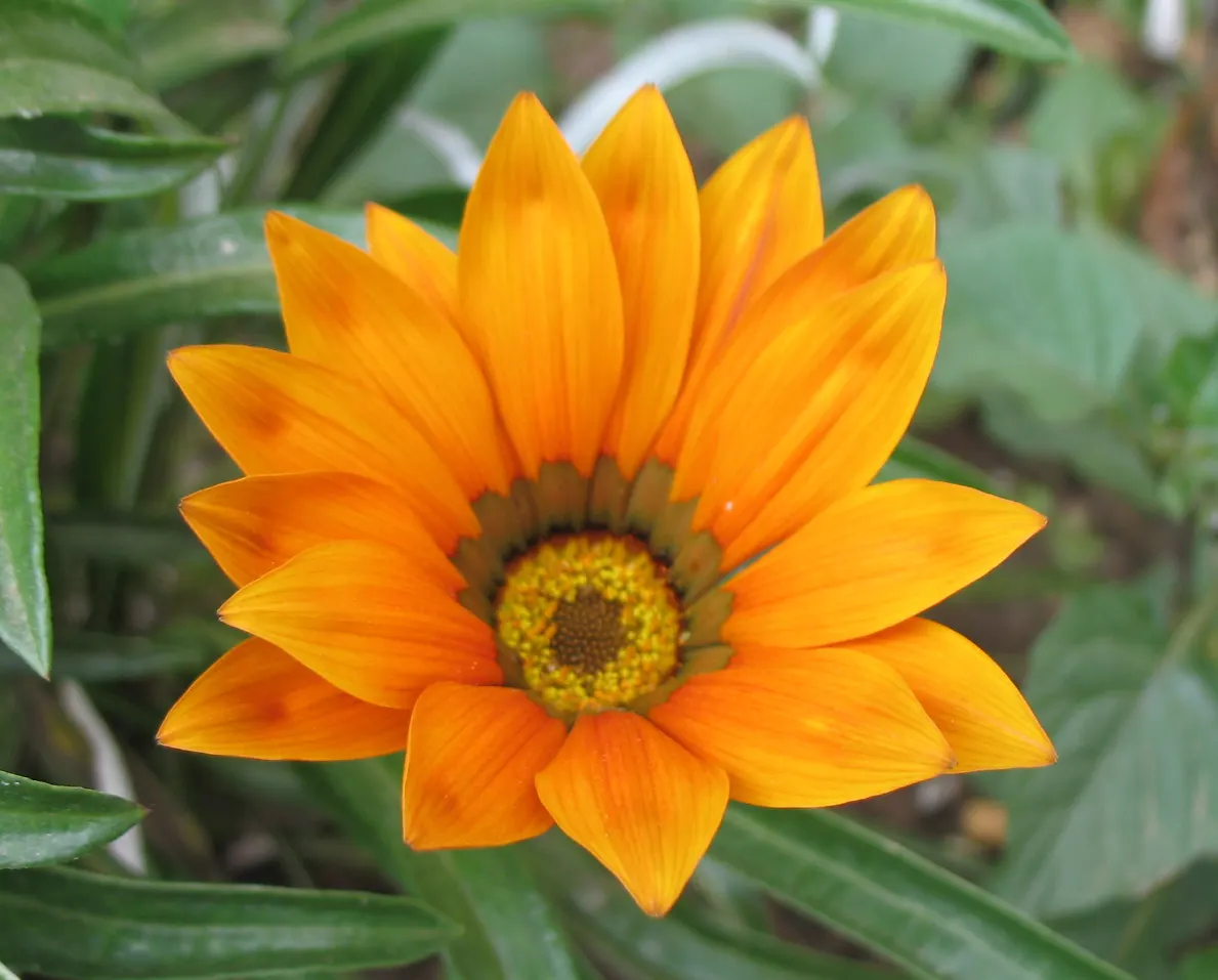 Orange Gazania (Gazania Orange) — is a perennial groundcover apt for sunny areas; gazania Orange is largely pest- and disease-resistant, image 49