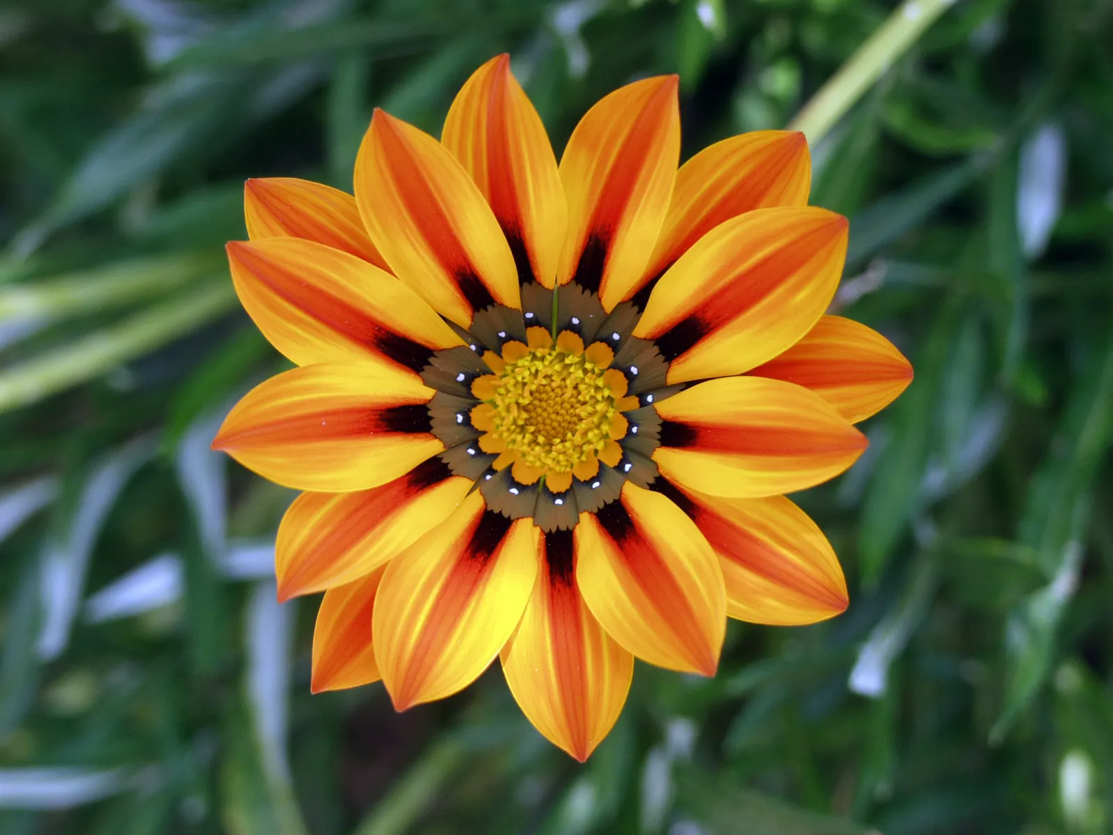 Orange Gazania (Gazania Orange) — Blooms spring to fall, attracting pollinators while providing a striking color pop against green foliage; drawing attention