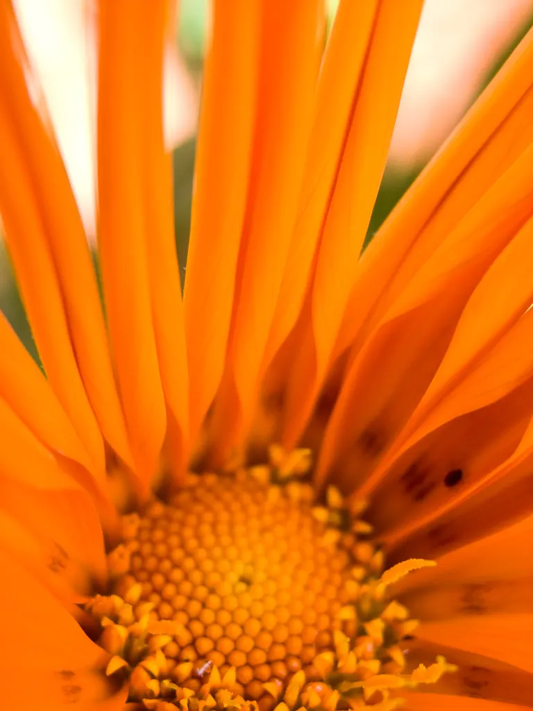 Orange Gazania (Gazania Orange) — is a perennial groundcover apt for sunny areas; gazania Orange is largely pest- and disease-resistant