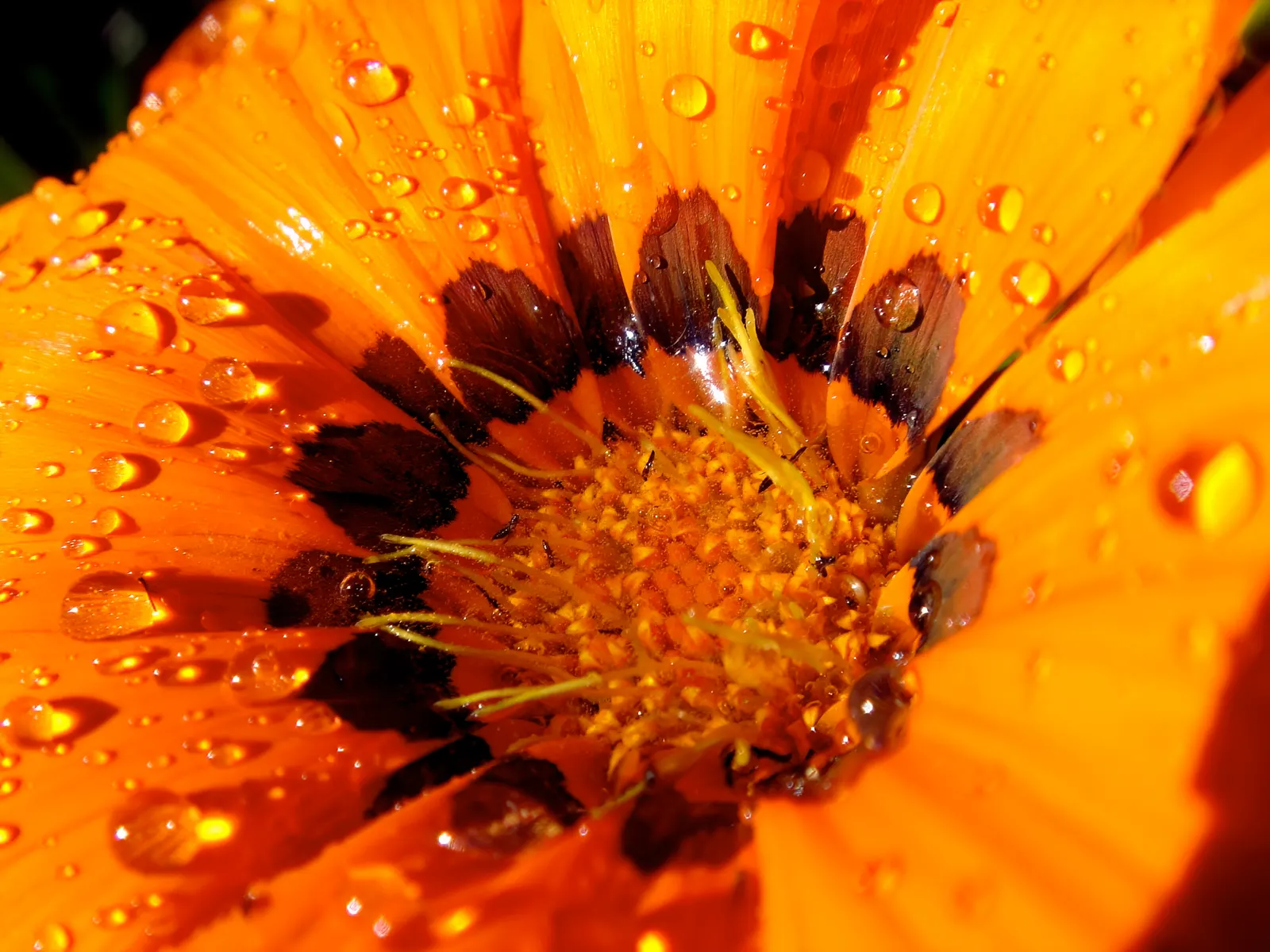 Orange Gazania (Gazania Orange) — The Orange Gazania (Gazania rigens); reaching 6-10" in height with a spread of up to 12", image 47