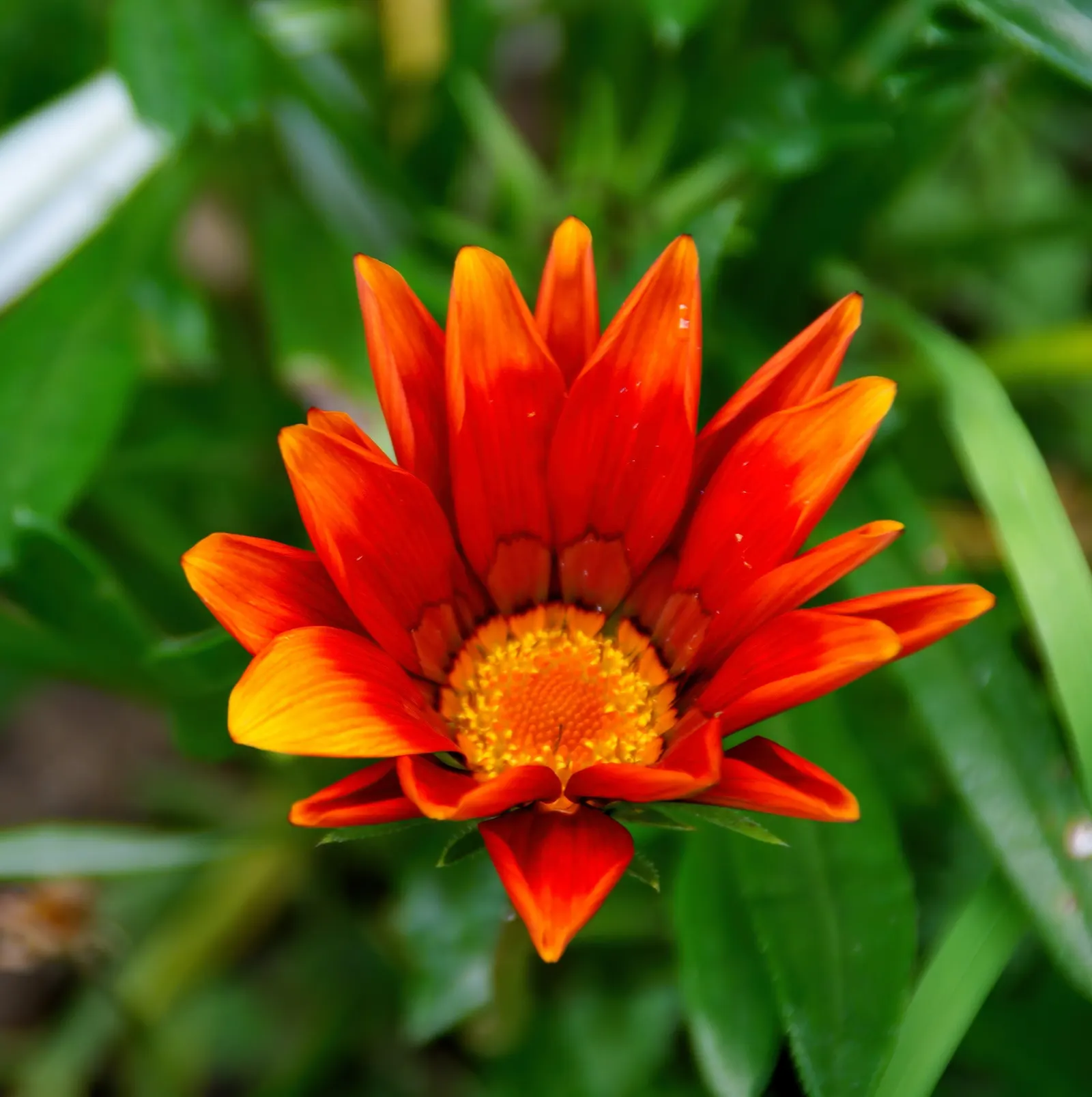 Orange Gazania (Gazania Orange) — reaching 6-10" in height with a spread of up to 12"