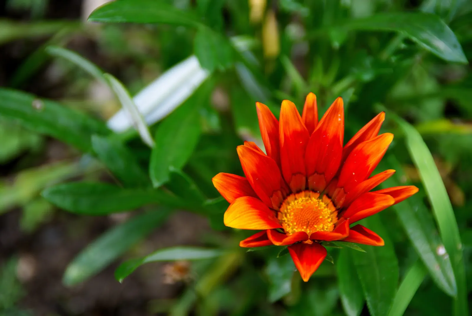 Orange Gazania (Gazania Orange) — lance-shaped foliage.<br><br>Flowering from early summer until fall; is a perennial groundcover apt for sunny areas