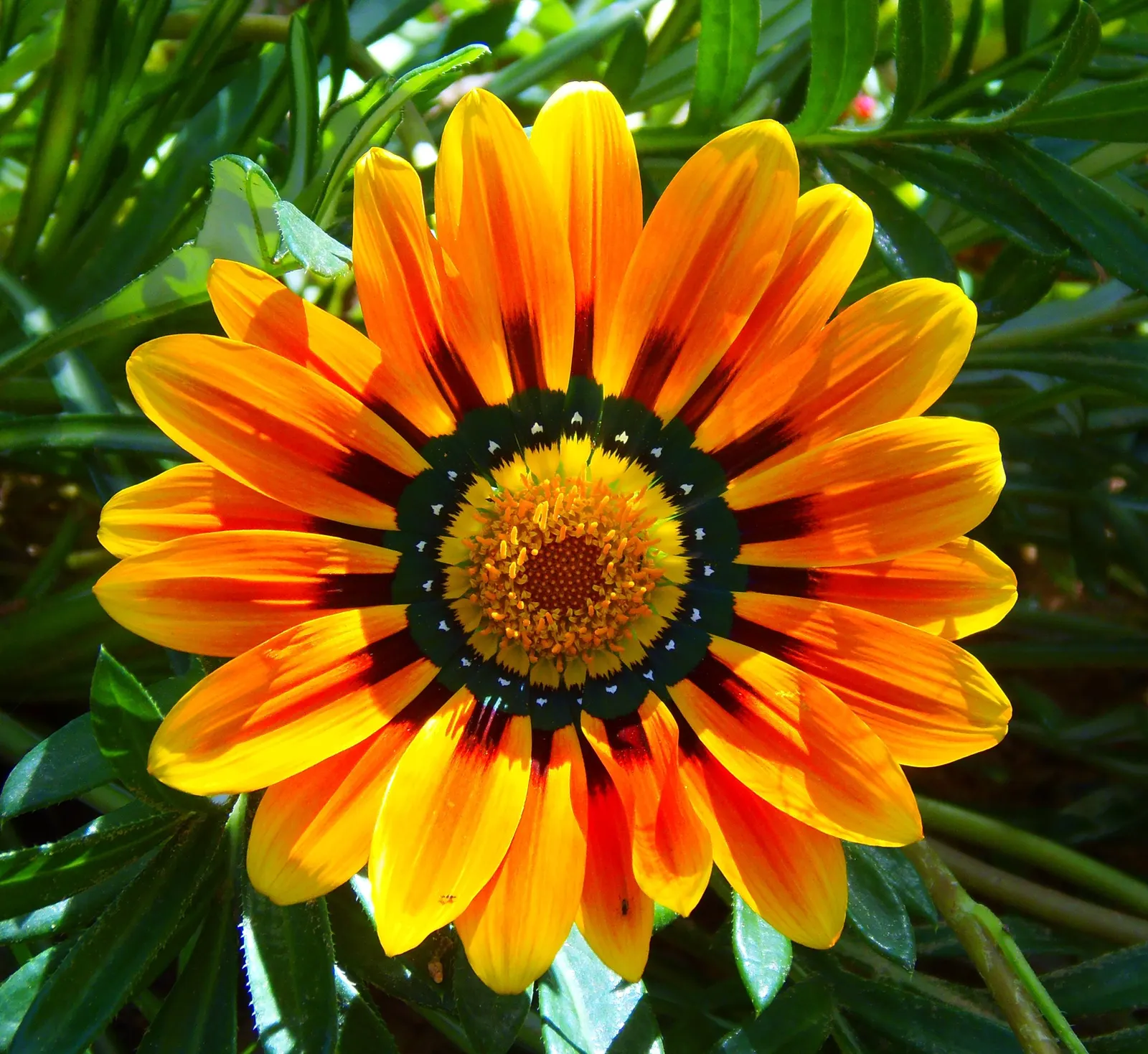 Orange Gazania (Gazania Orange) — Low water needs and drought tolerance make it ideal for sustainable designs; the Orange Gazania thrives in full sun and