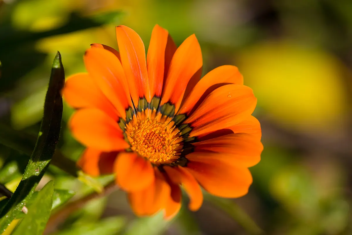 Orange Gazania (Gazania Orange) — orange flowers in the garden