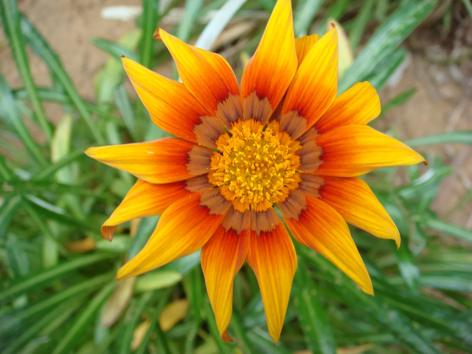 Orange Gazania (Gazania Orange) — Regular deadheading will promote continuous blooming, keeping the garden vibrant throughout the growing season