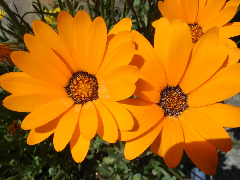 Orange Gazania (Gazania Orange) — helping to minimize the risk of disease.<br><br>Easy to maintain; the Orange Gazania (Gazania rigens), image 63