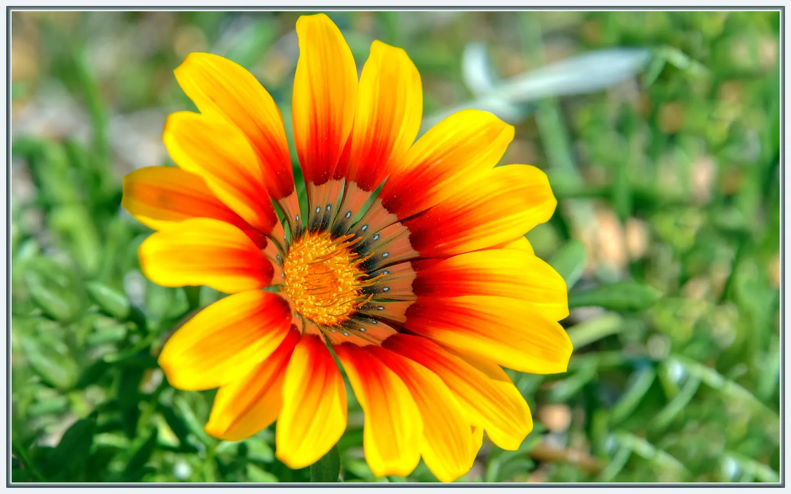 Orange Gazania (Gazania Orange) — Gazania Orange is largely pest- and disease-resistant; daisy-like orange flowers