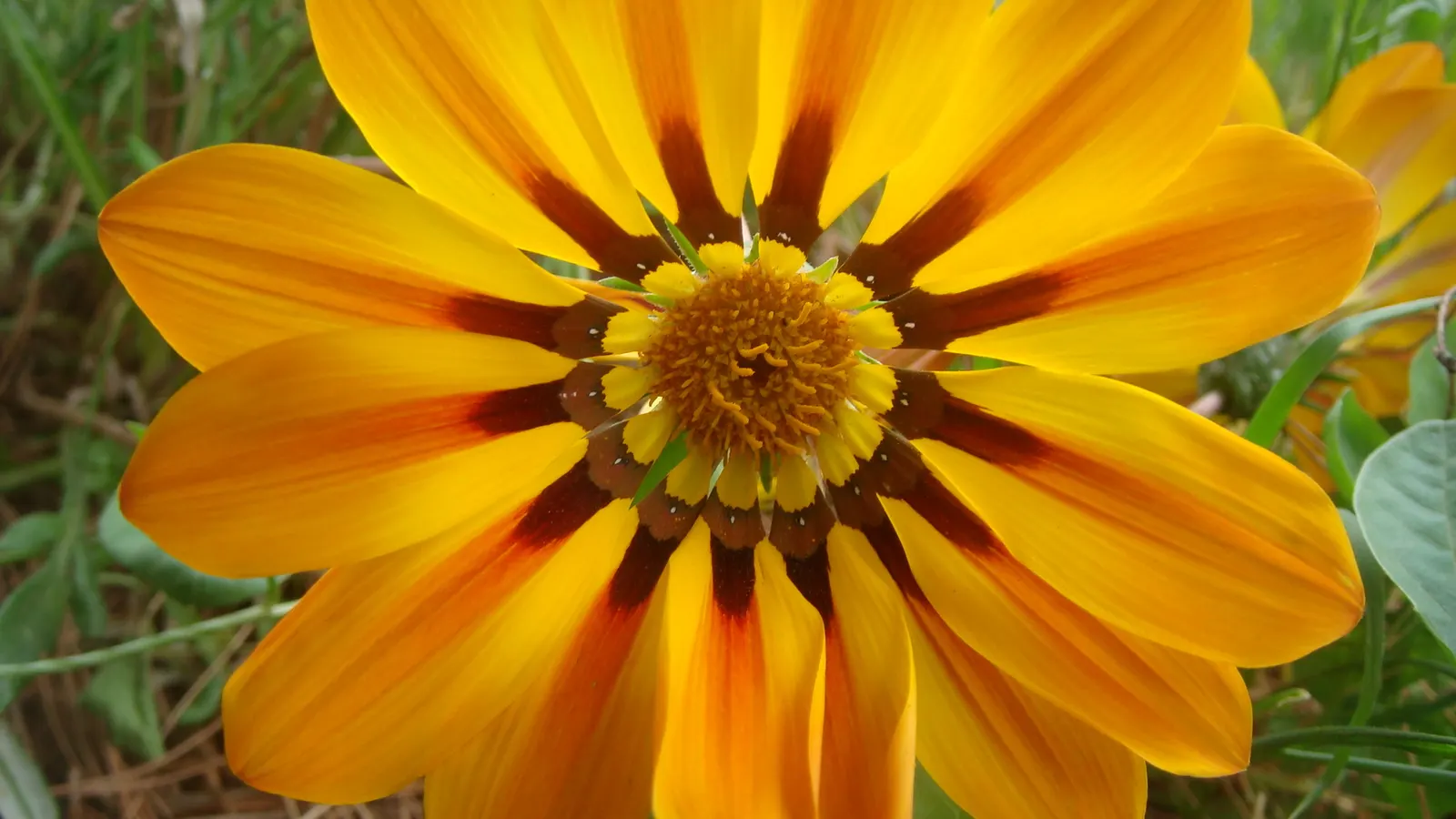 Orange Gazania (Gazania Orange) — Low water needs and drought tolerance make it ideal for sustainable designs; the Orange Gazania thrives in full, image 51