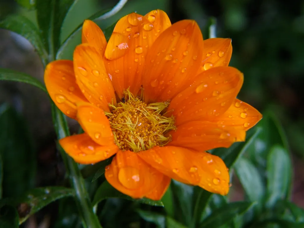 Orange Gazania (Gazania Orange) — scientifically known as Gazania rigens 'Orange'; ground cover / perennial for full