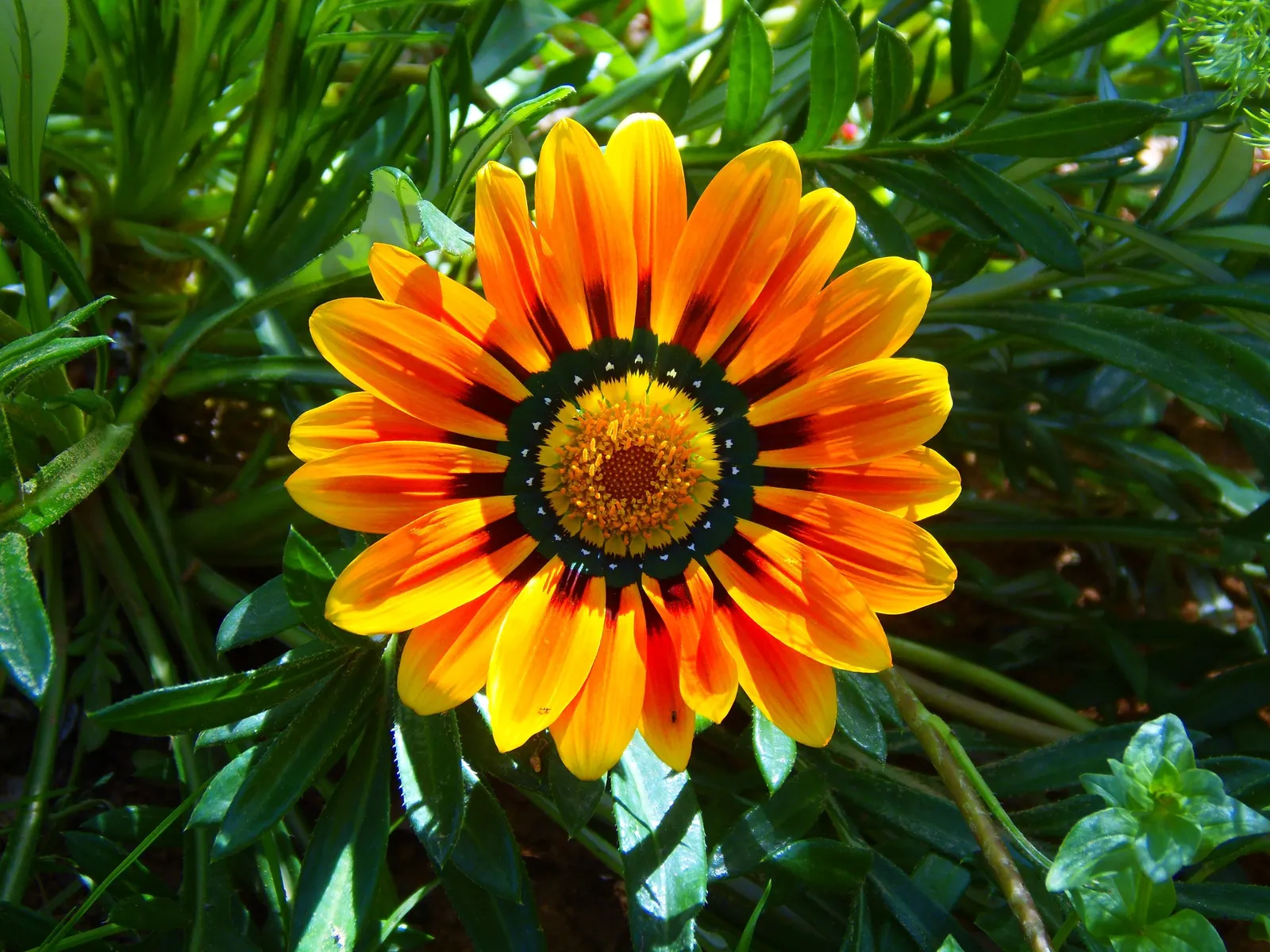 Orange Gazania (Gazania Orange) — the Orange Gazania thrives in full sun and prefers well-drained soil; lance-shaped foliage.<br><br>Flowering from early
