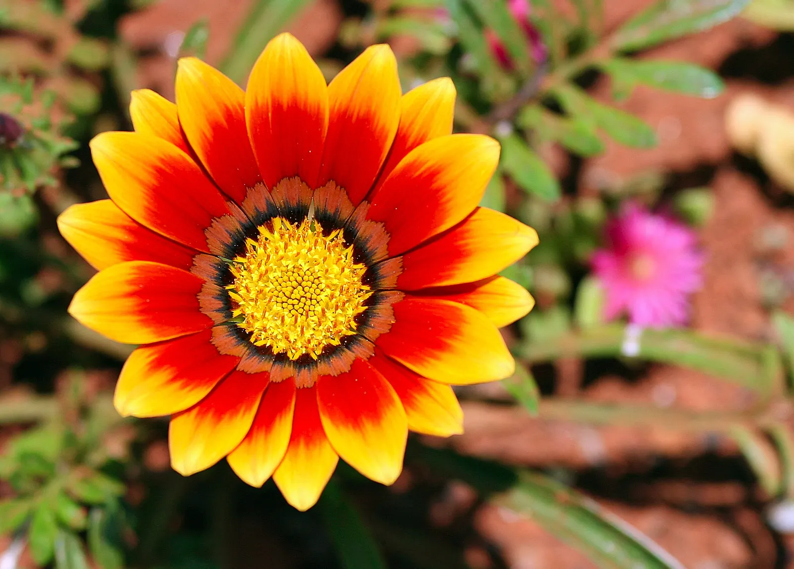 Orange Gazania (Gazania Orange) — Blooms spring to fall, attracting pollinators while providing a striking color pop against green foliage