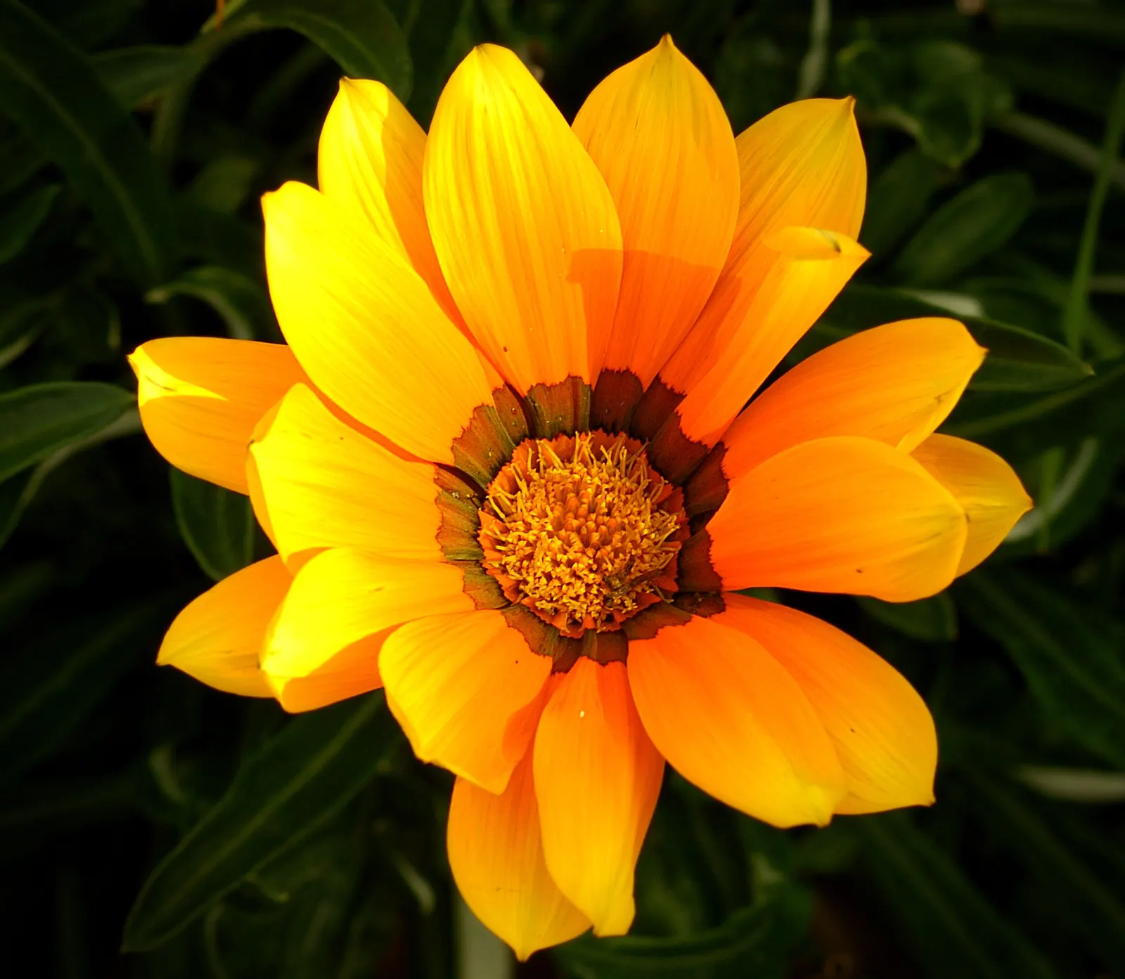 Orange Gazania (Gazania Orange) — where its blossoms rise above the dark green
