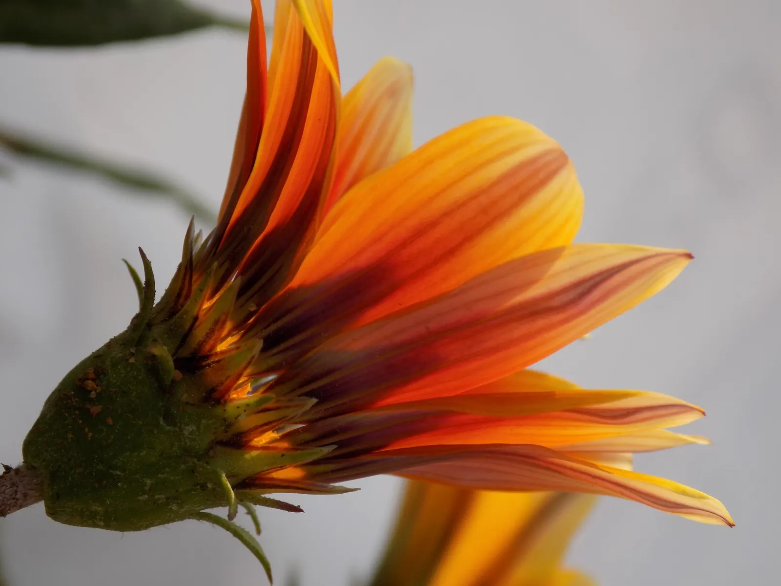 Orange Gazania (Gazania Orange) — It is remarkably drought-tolerant, making it a suitable option for xeriscaping and arid climate gardens; orange flowers in