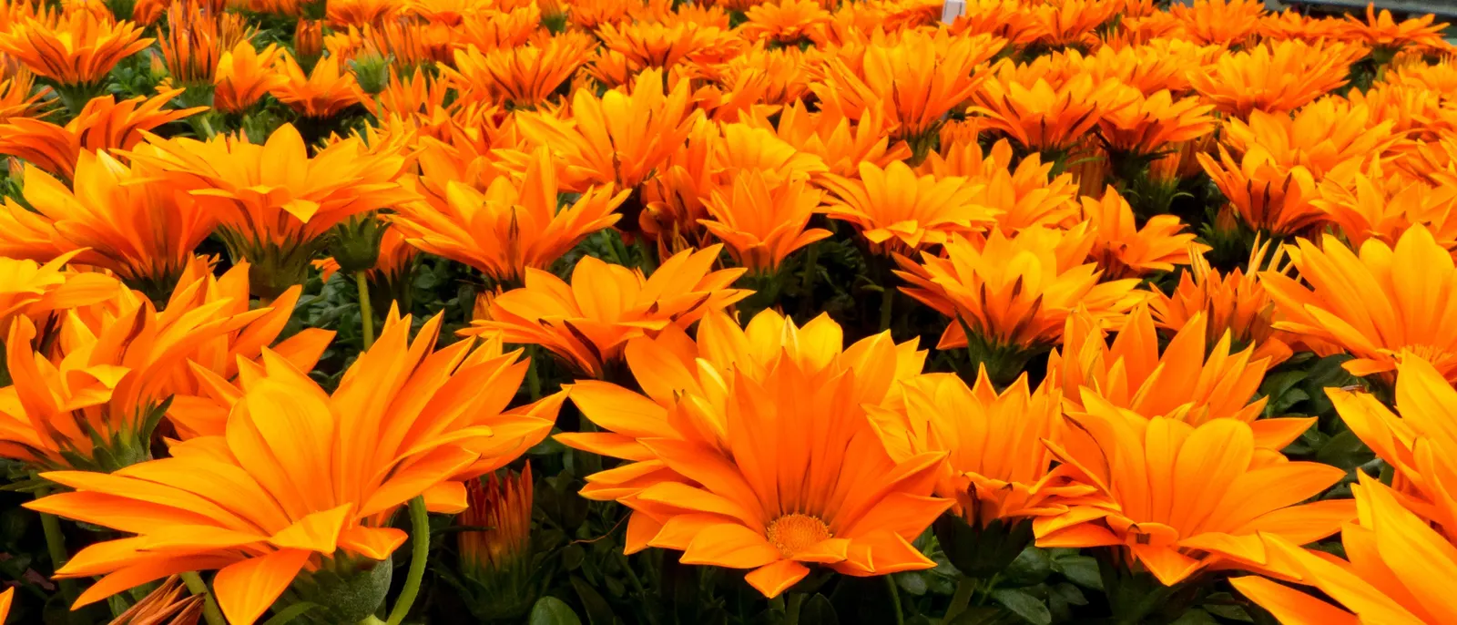 Orange Gazania (Gazania Orange) — Low water needs and drought tolerance make it ideal for sustainable designs