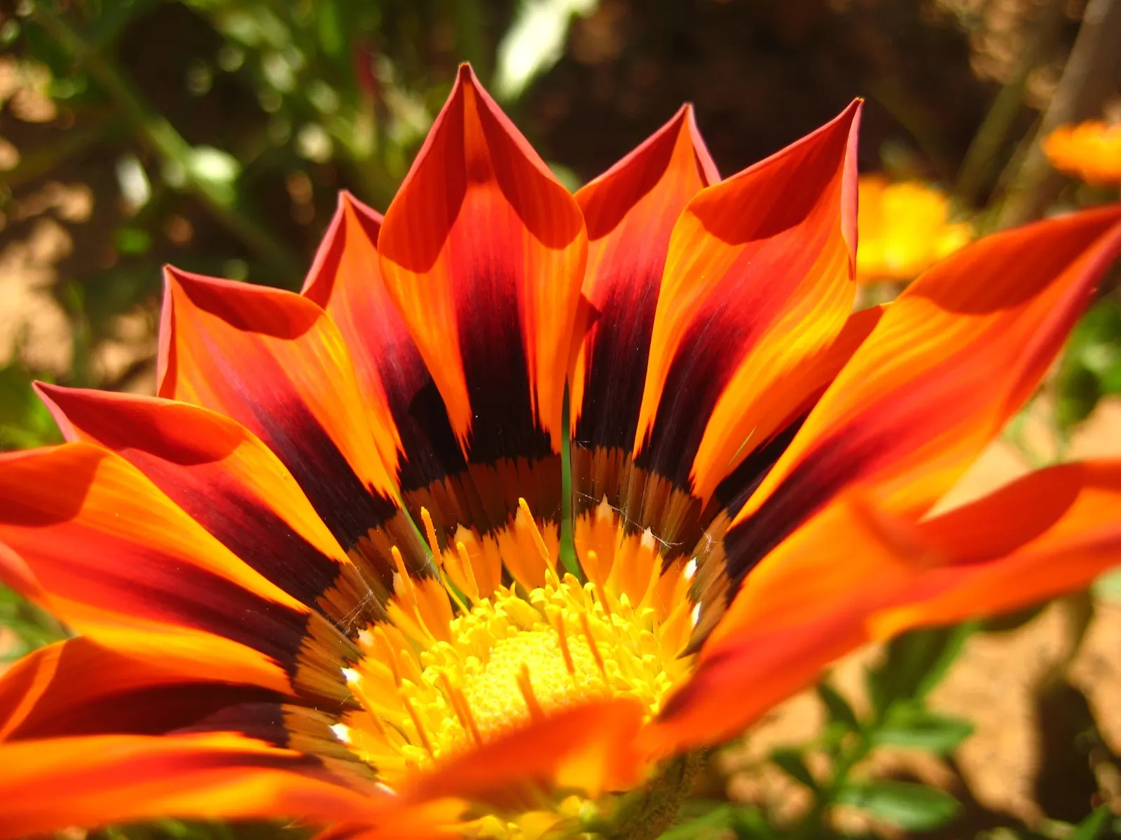 Orange Gazania (Gazania Orange) — ground cover / perennial with orange blooms