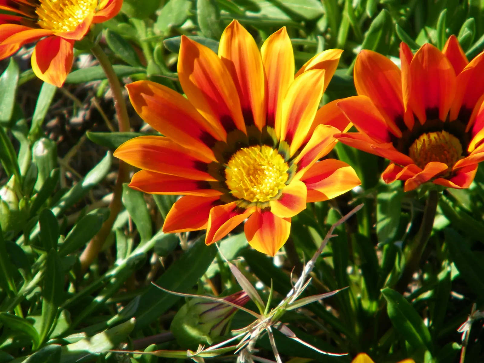 Orange Gazania (Gazania Orange) — scientifically known as Gazania rigens 'Orange'; ground cover / perennial for full, image 53