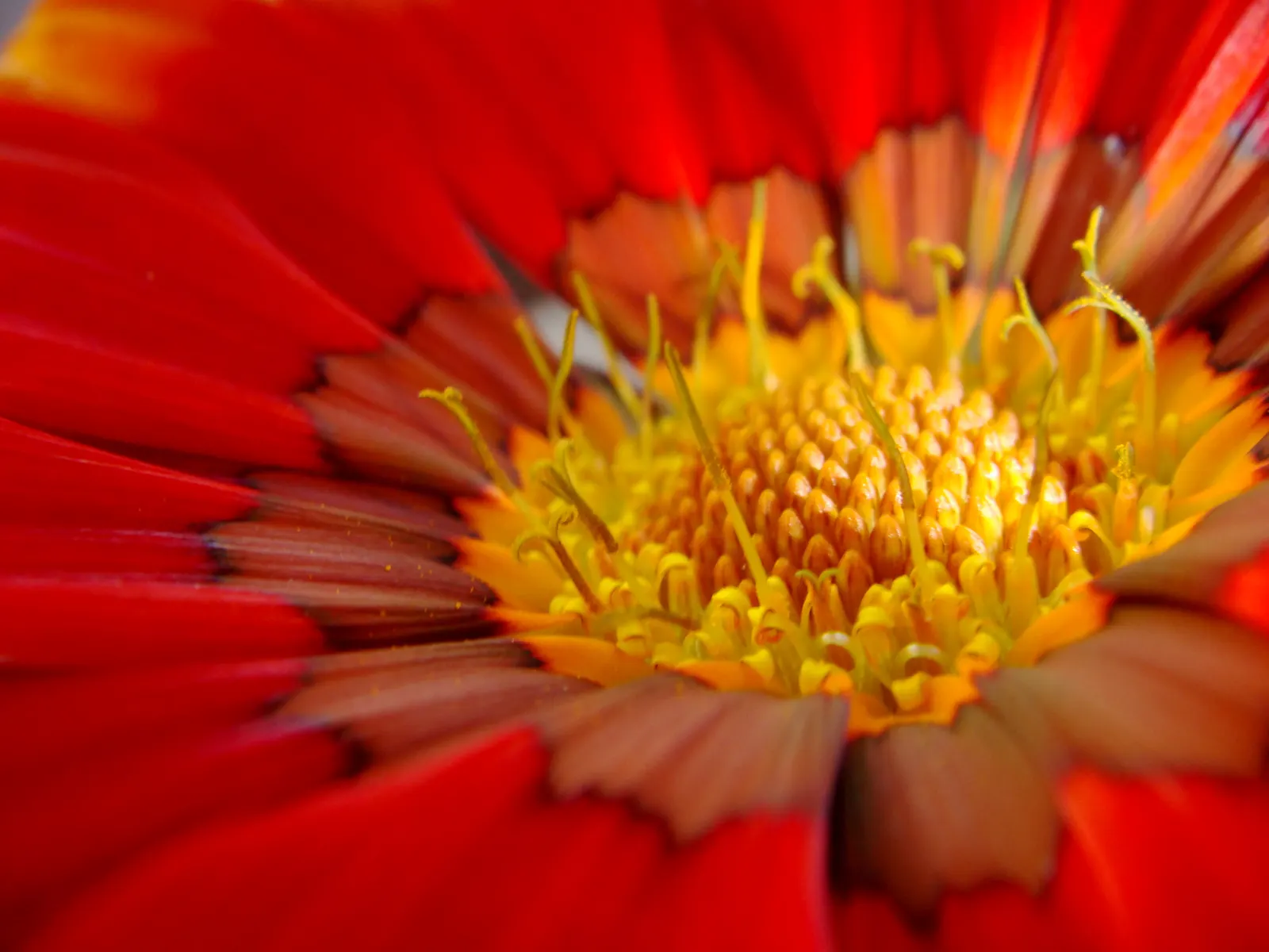 Orange Gazania (Gazania Orange) — reaching 6-10" in height with a spread of up to 12"; notable for its vibrant daisy-like blooms, image 50