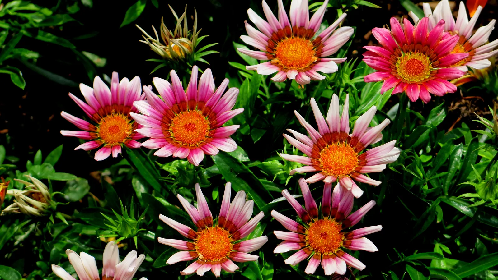 Orange Gazania (Gazania Orange) — lance-shaped foliage.<br><br>Flowering from early summer until fall; is a perennial groundcover apt for sunny, image 60