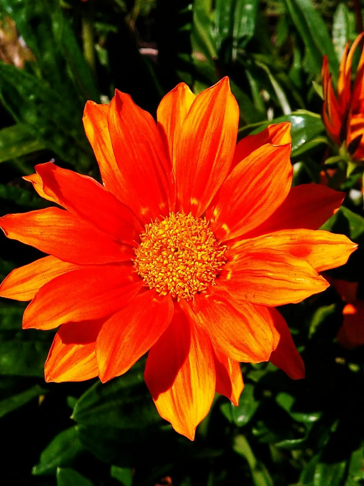 Orange Gazania (Gazania Orange) — The plant typically reaches a height of about 6 to 10 inches with a spread of 10 to 12 inches