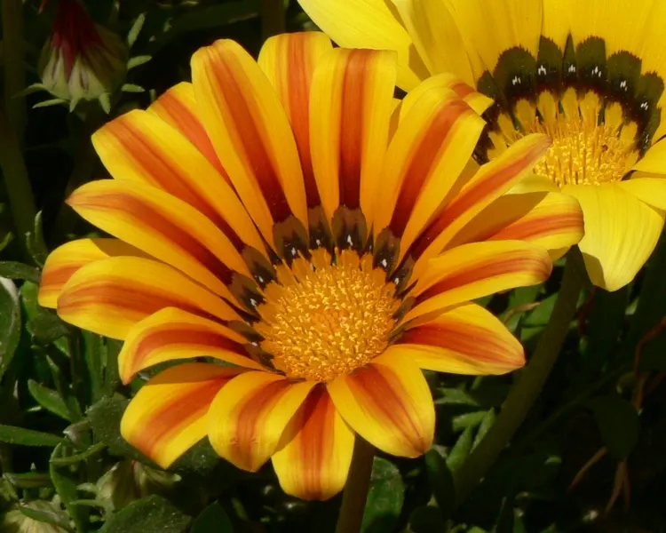 Orange Gazania (Gazania Orange) — orange flowers in the garden; blooms spring to fall, attracting pollinators while providing a striking color pop against