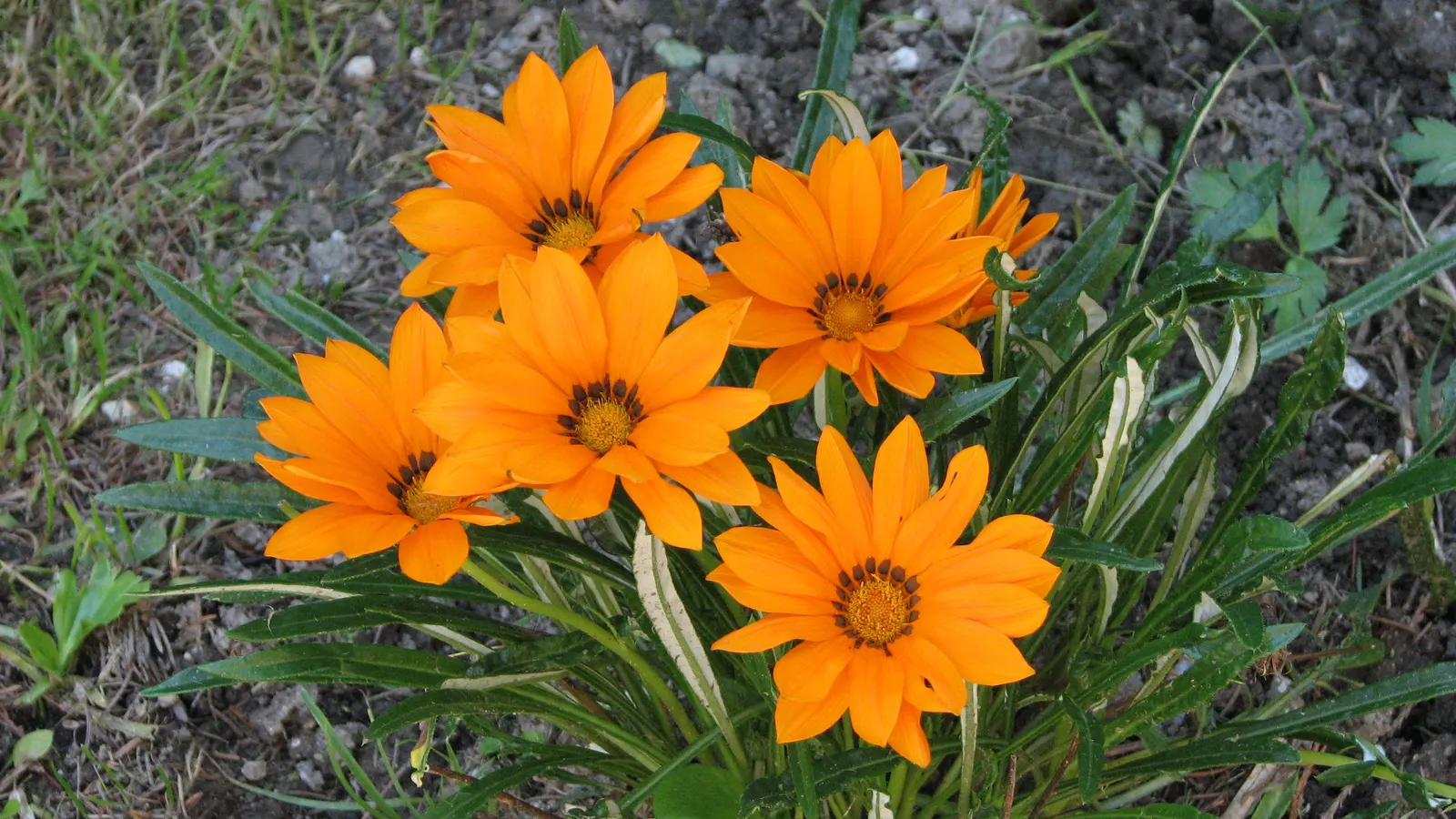Orange Gazania (Gazania Orange) — ground cover / perennial for full; it's a great choice for clients who desire a low-maintenance garden that provides seasonal