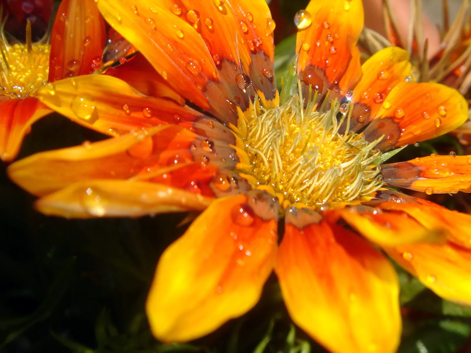Orange Gazania (Gazania Orange) — It is remarkably drought-tolerant, making it a suitable option for xeriscaping and arid climate gardens; orange, image 56
