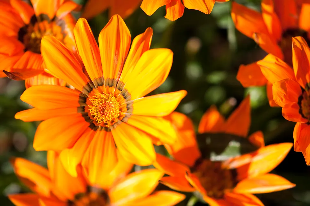 Orange Gazania (Gazania Orange) — where its blossoms rise above the dark green; regular deadheading will promote continuous blooming, keeping the garden