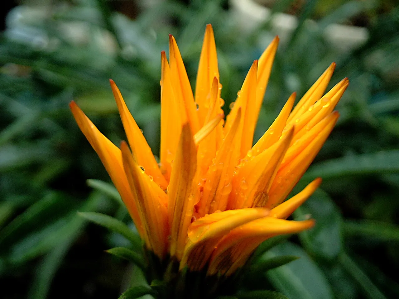 Orange Gazania (Gazania Orange) — helping to minimize the risk of disease.<br><br>Easy to maintain; the Orange Gazania (Gazania rigens)