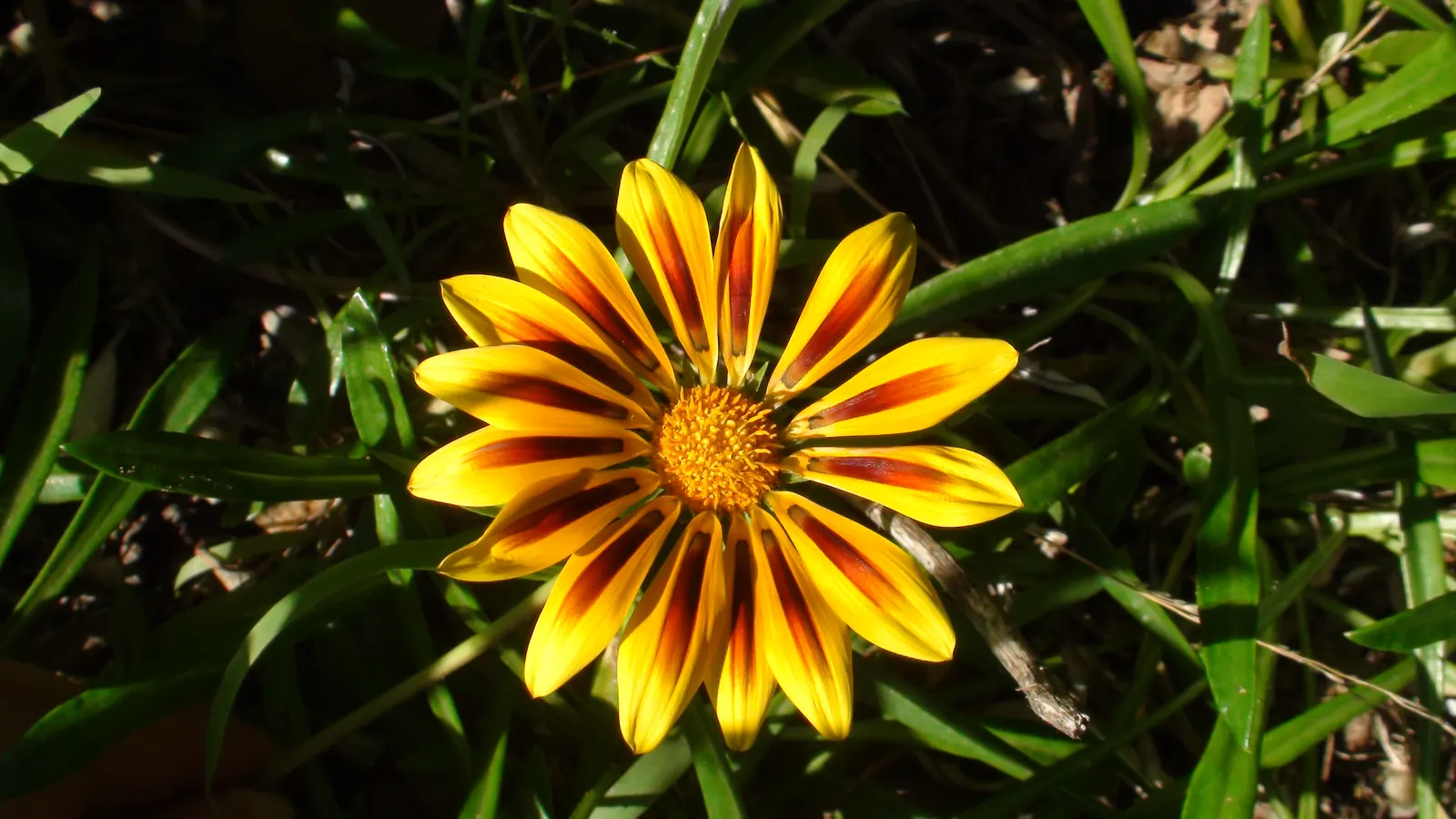 Orange Gazania (Gazania Orange) — It is remarkably drought-tolerant, making it a suitable option for xeriscaping and arid climate gardens