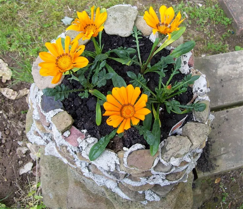 Orange Gazania (Gazania Orange) — The plant typically reaches a height of about 6 to 10 inches with a spread of 10 to 12 inches; low water needs, image 57