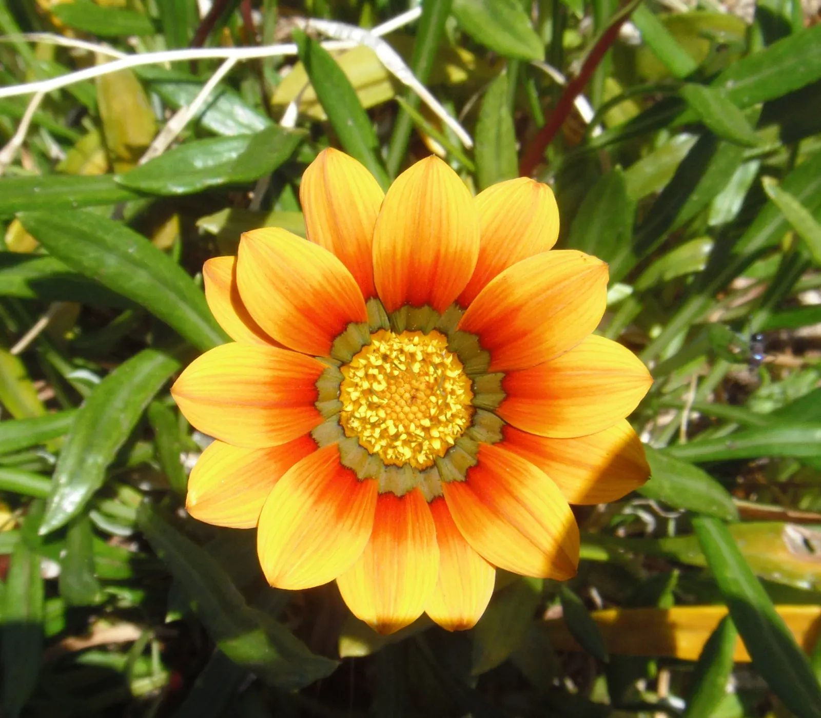 Orange Gazania (Gazania Orange) — scientifically known as Gazania rigens 'Orange'