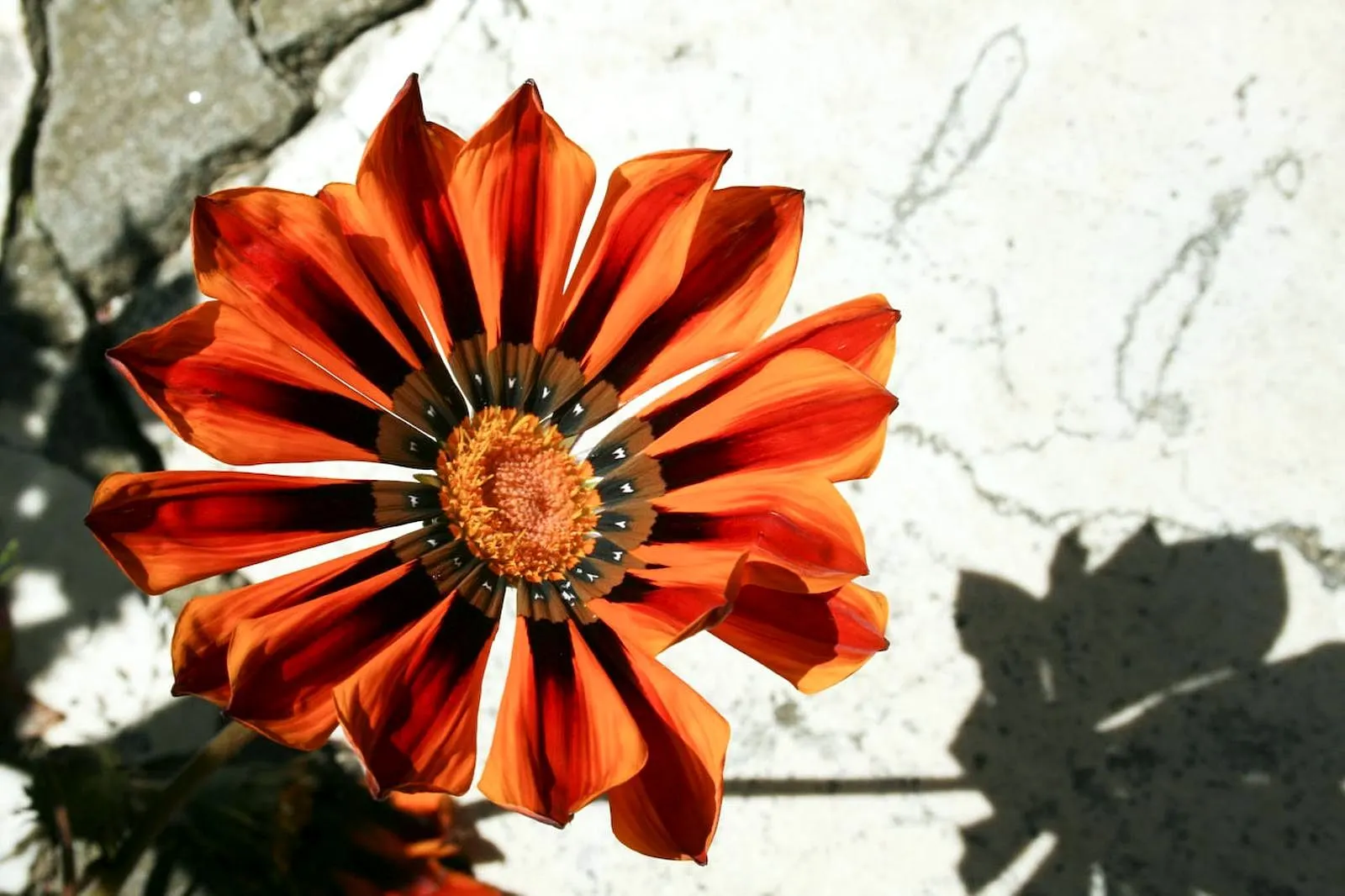 Orange Gazania (Gazania Orange) — Gazania Orange offers a long season of interest