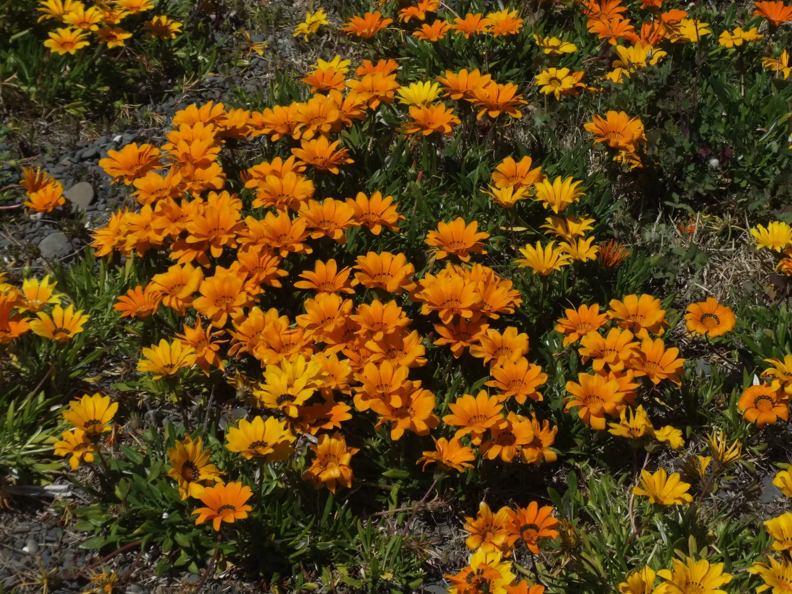 Orange Gazania (Gazania Orange) — Gazania Orange is largely pest- and disease-resistant; daisy-like orange flowers, image 64
