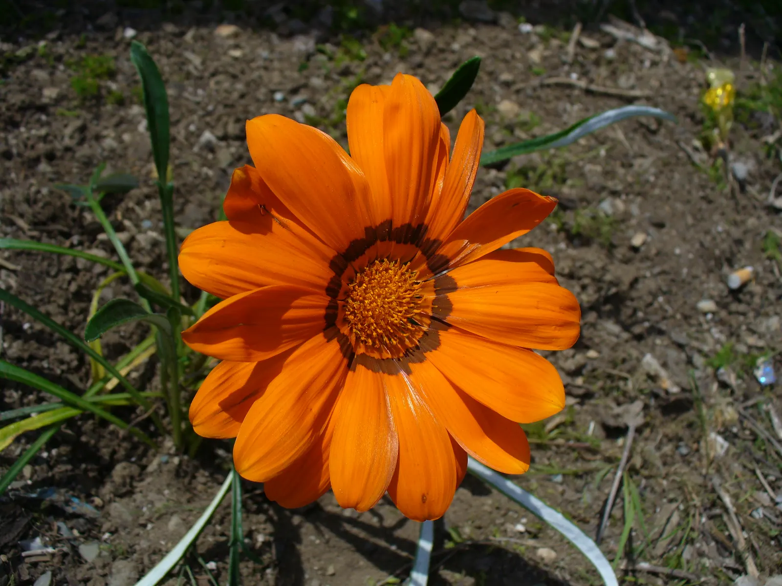 Orange Gazania (Gazania Orange) — helping to minimize the risk of disease.<br><br>Easy to maintain