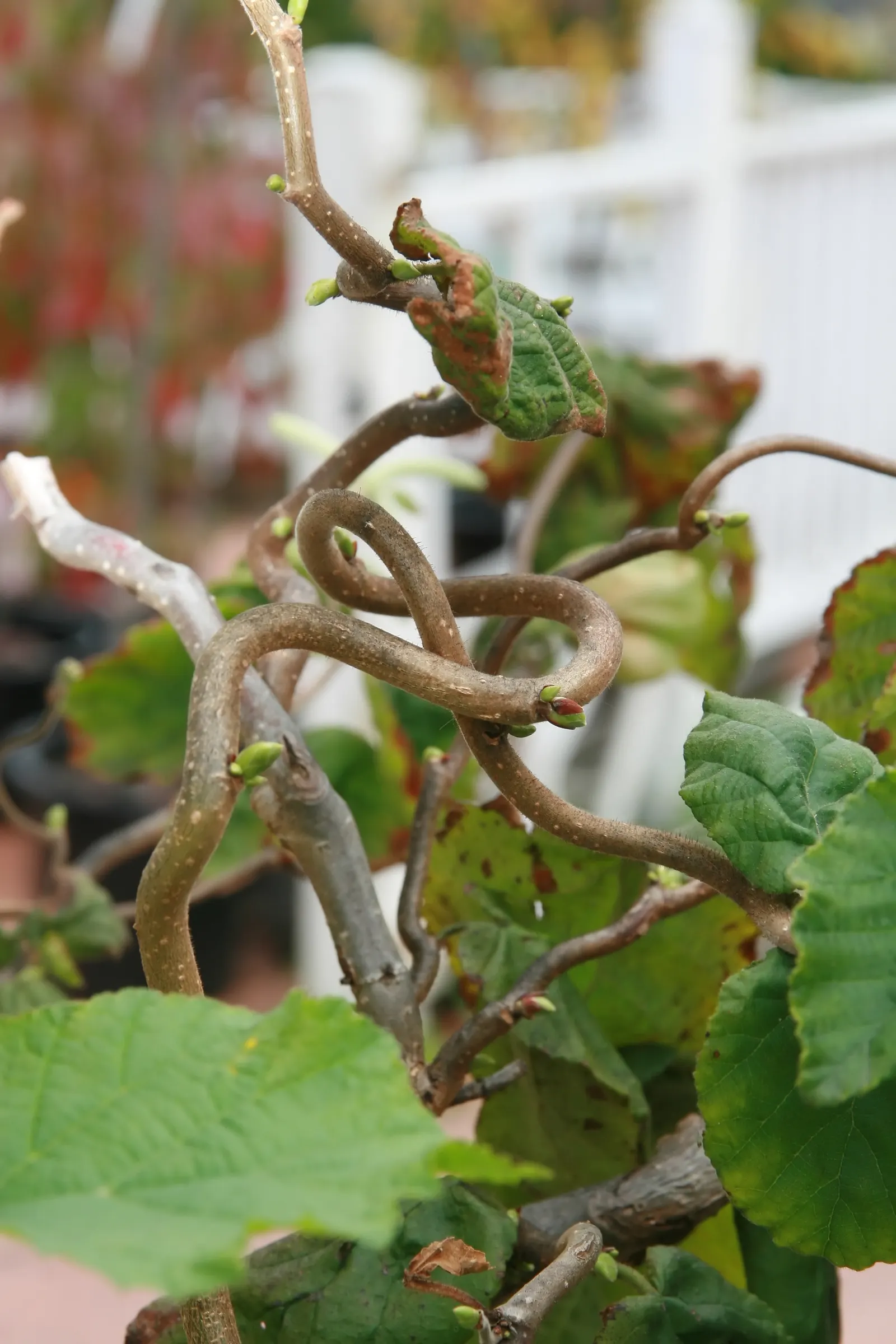 Harry Lauder's Walking Stick, Twist (Corylus Avellana 'Contorta') — Its notable feature is the intricate